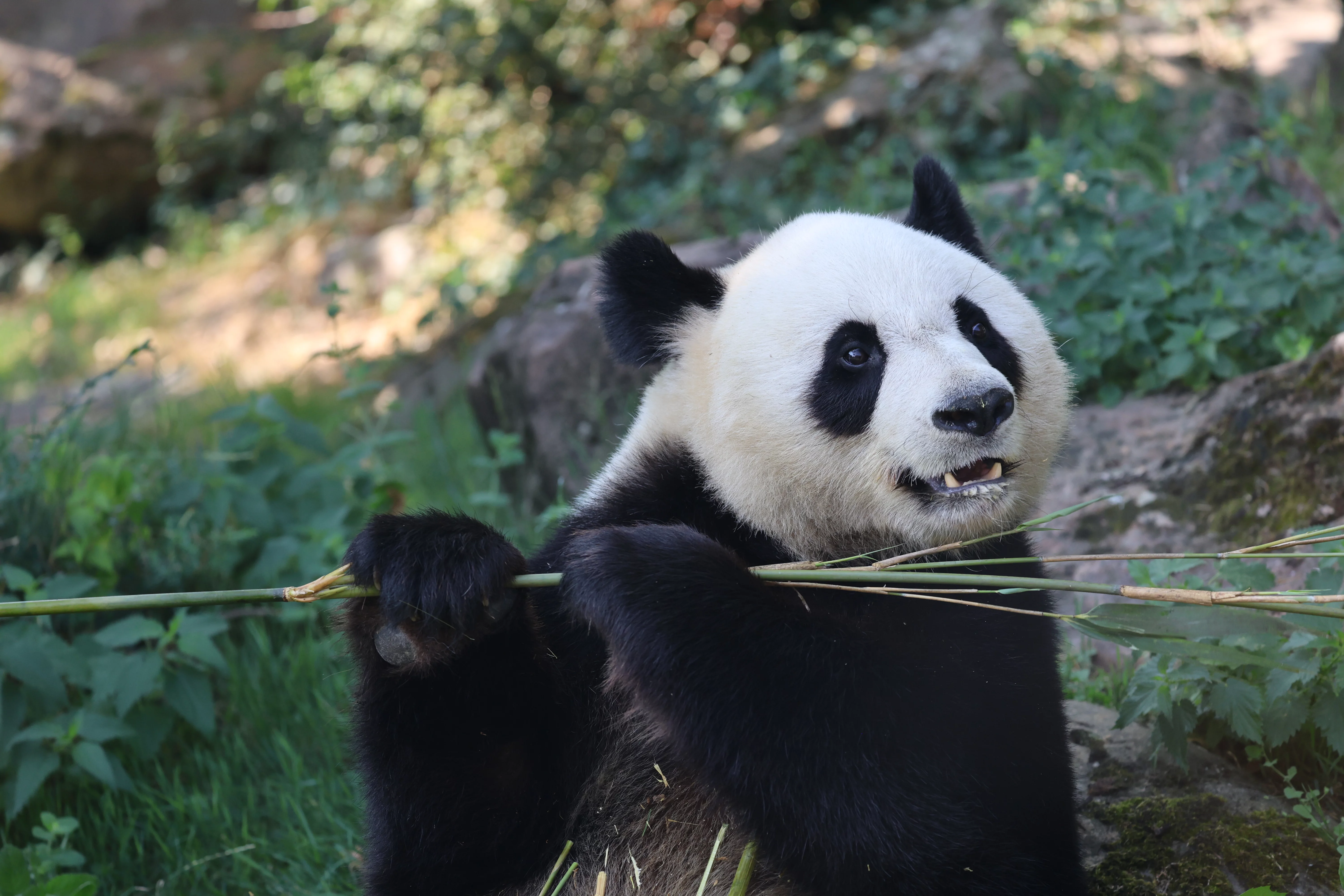 ZooParc de Beauval