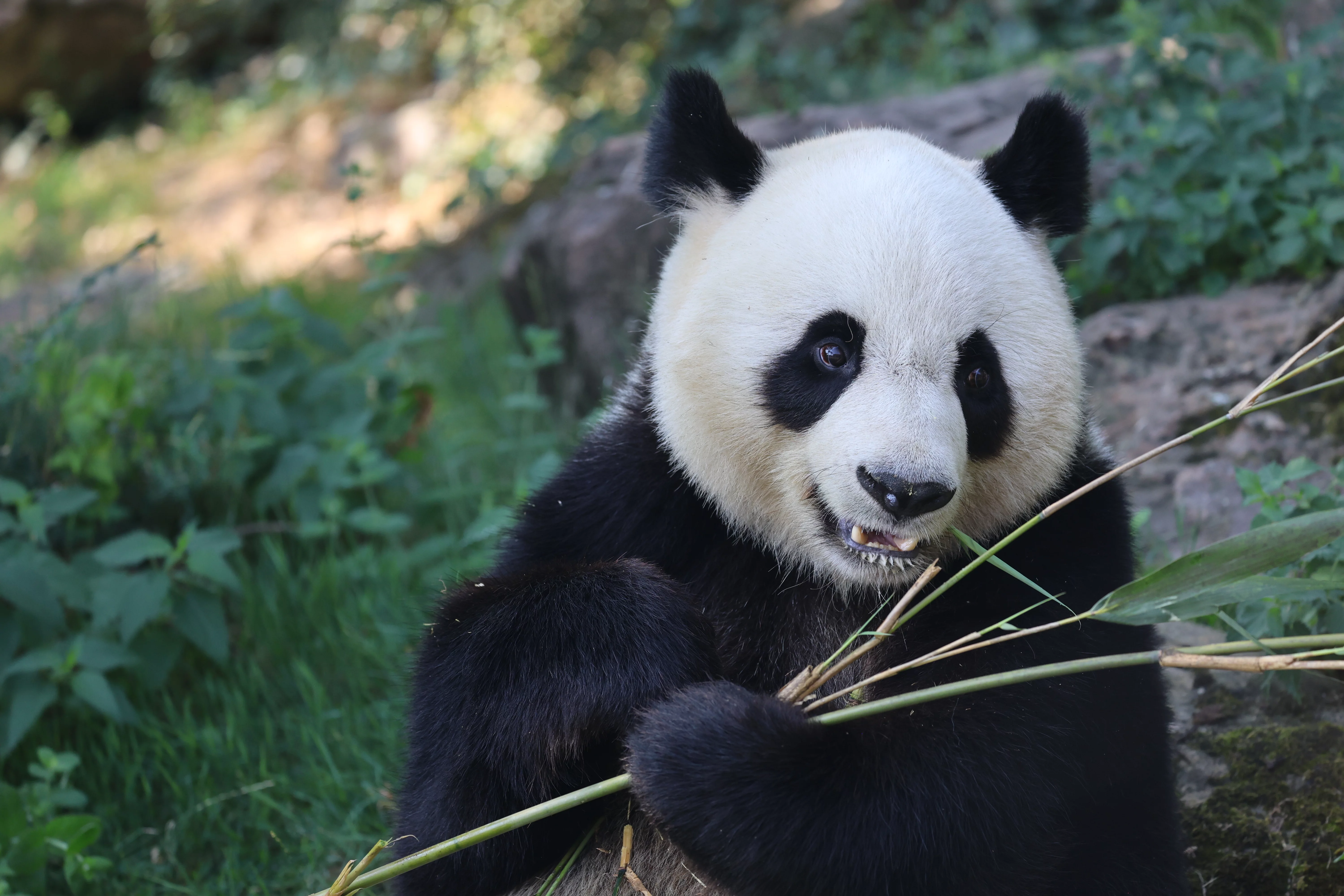 ZooParc de Beauval