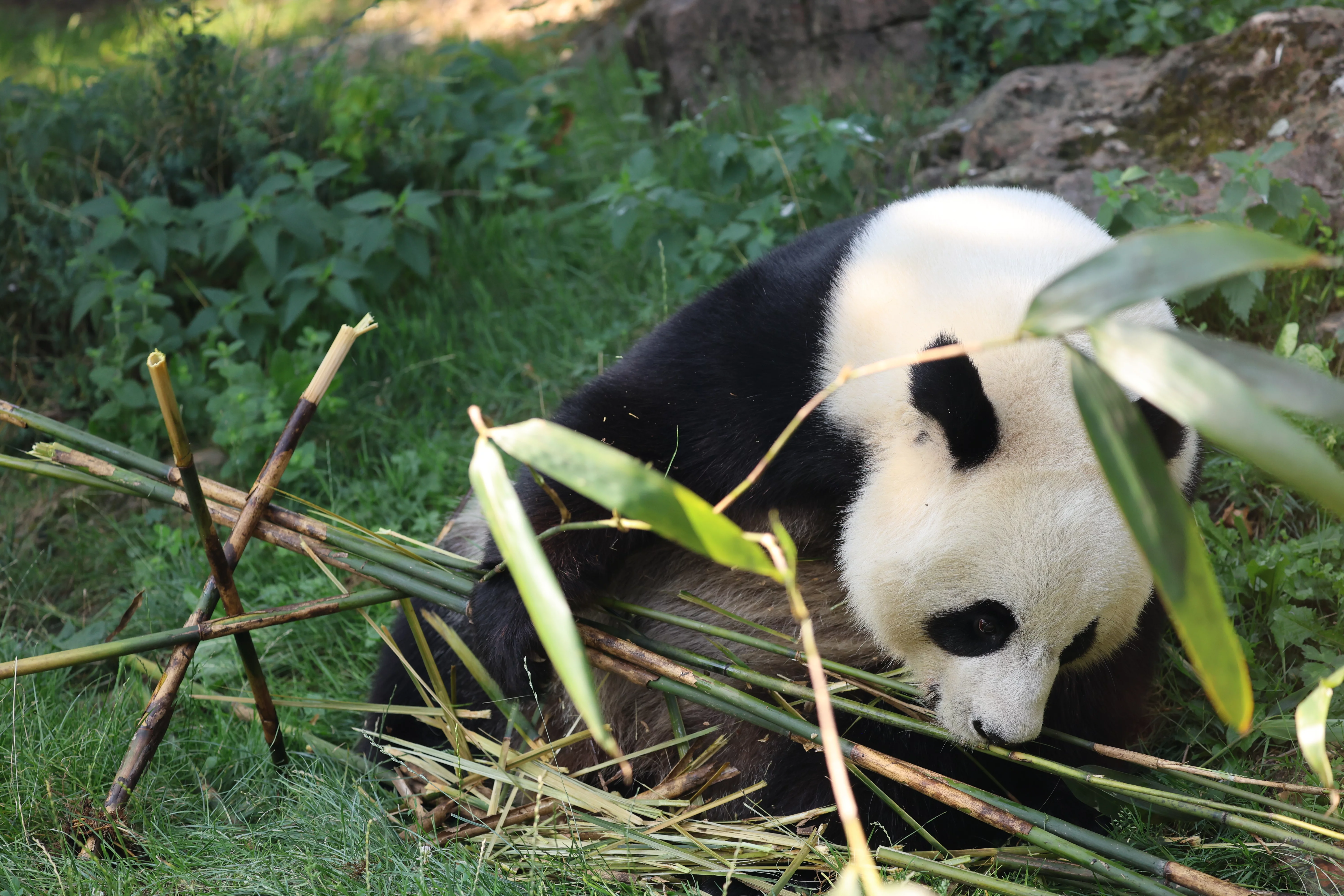ZooParc de Beauval