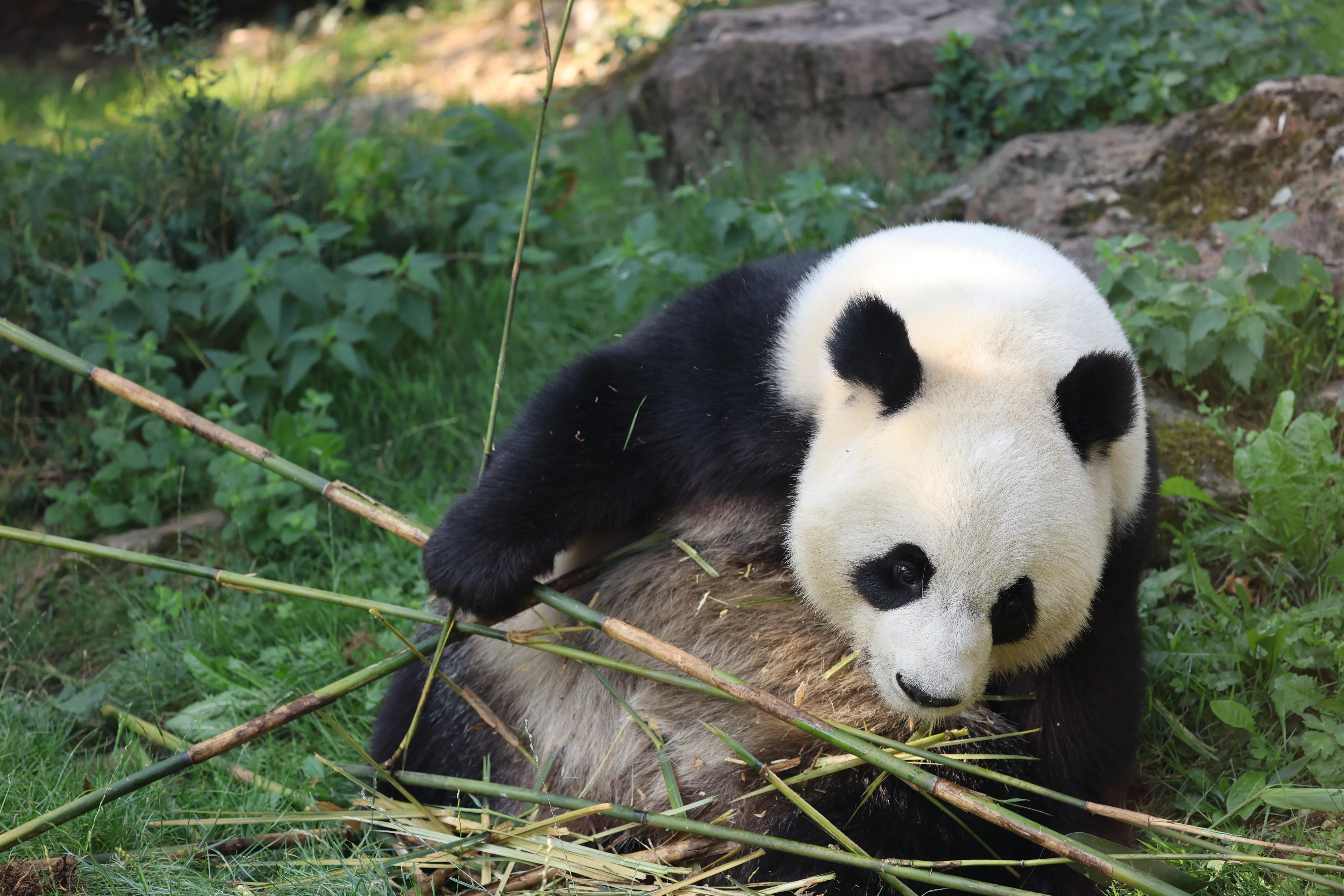 ZooParc de Beauval
