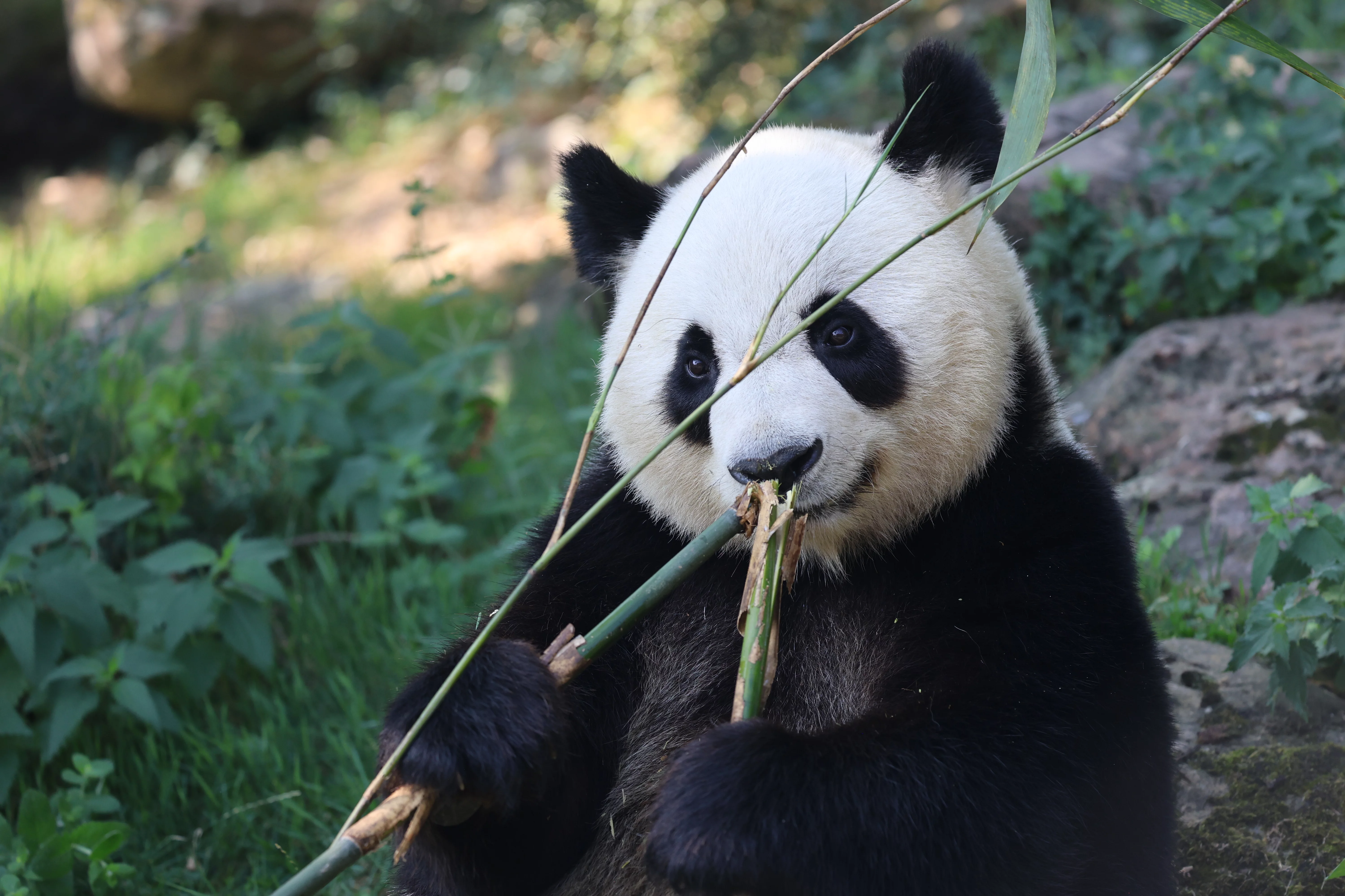 ZooParc de Beauval