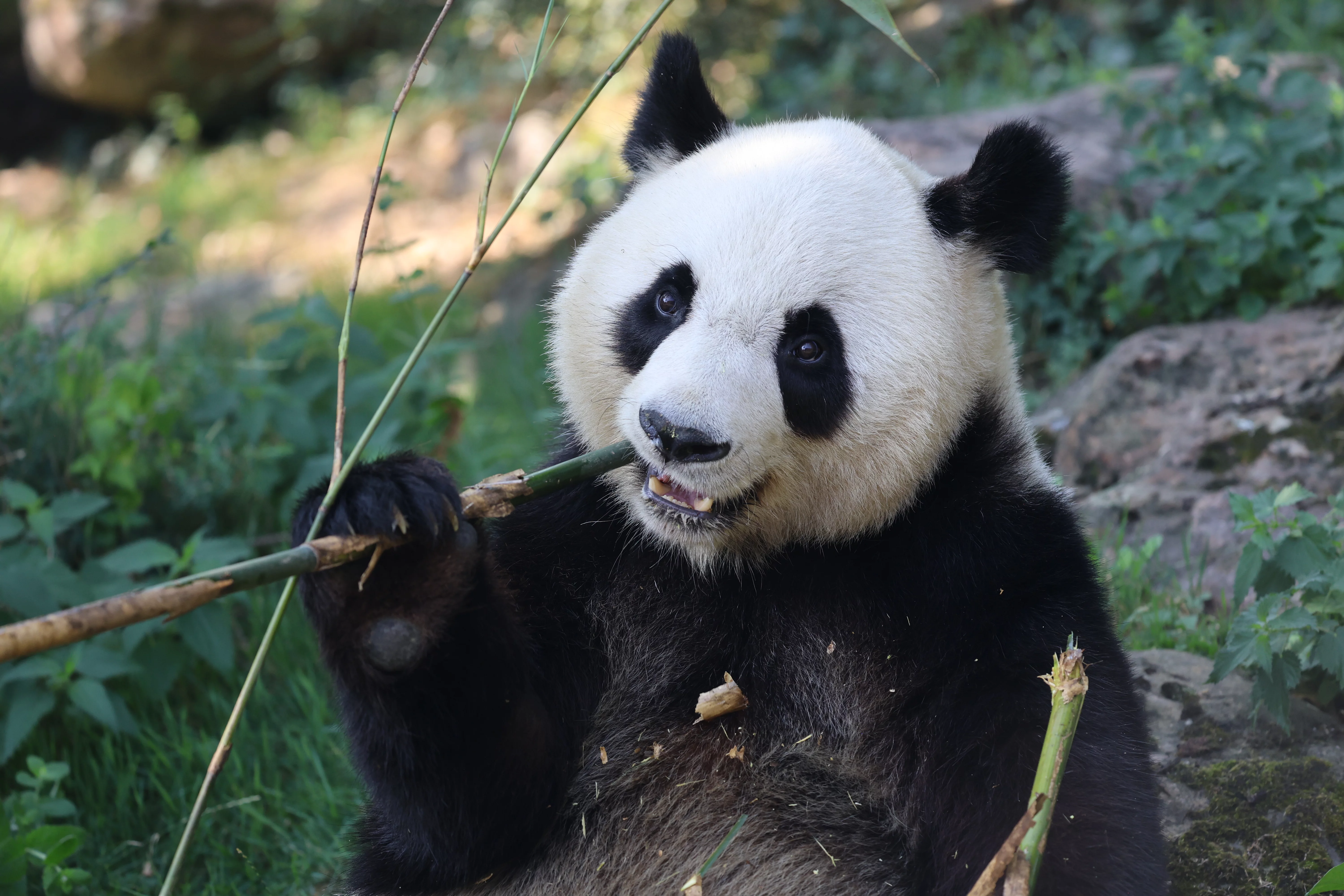 ZooParc de Beauval