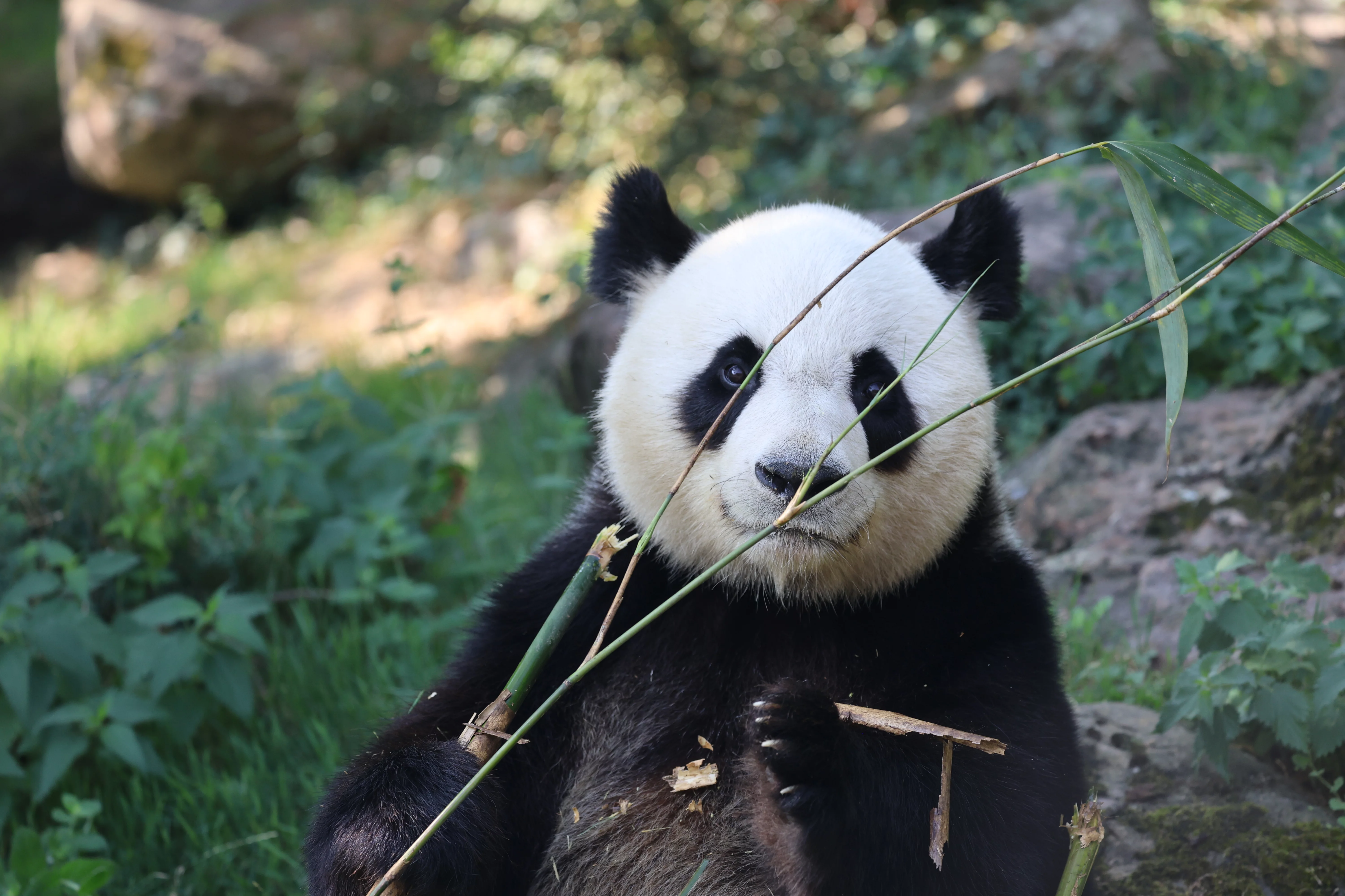 ZooParc de Beauval