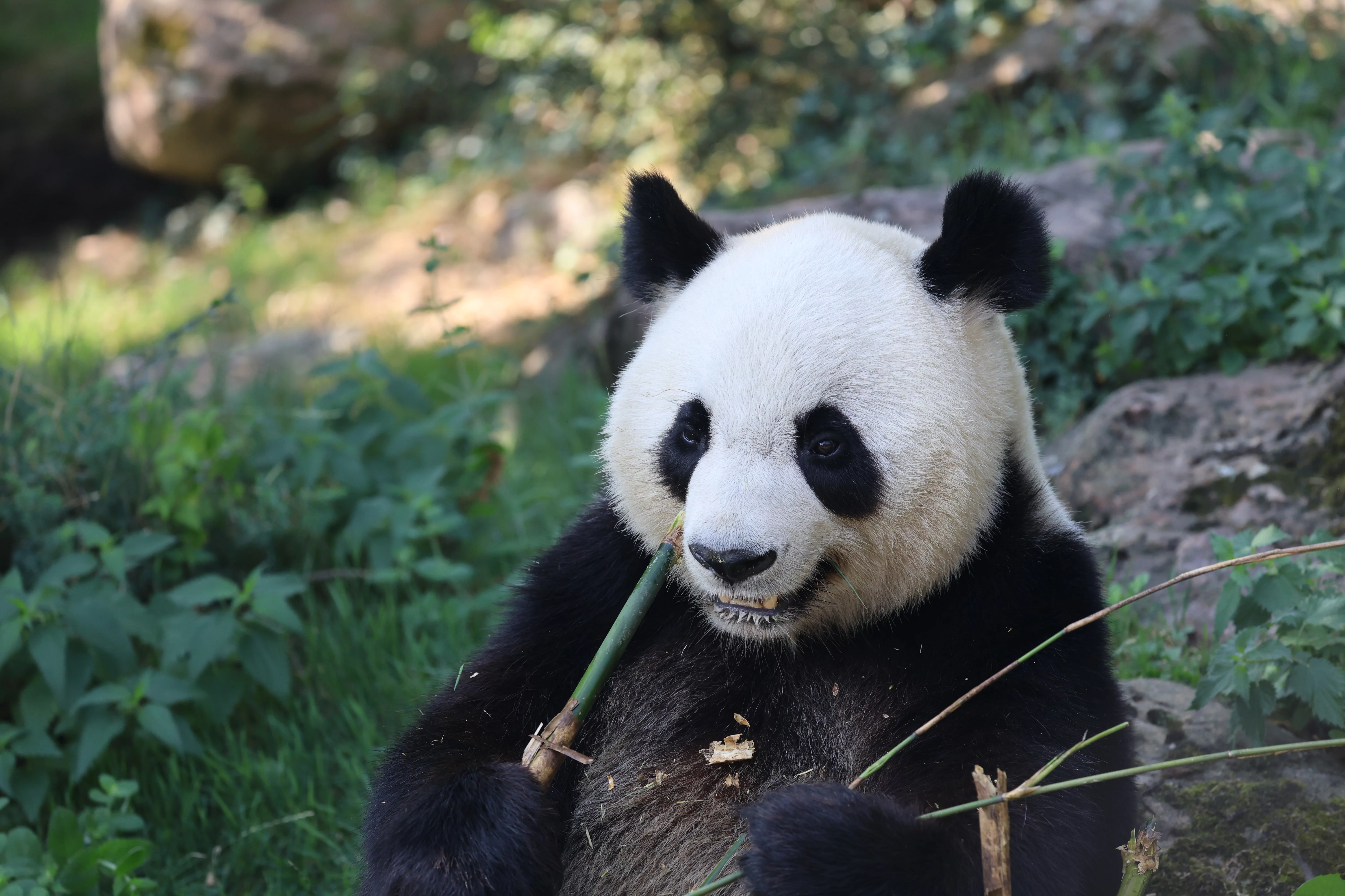 ZooParc de Beauval