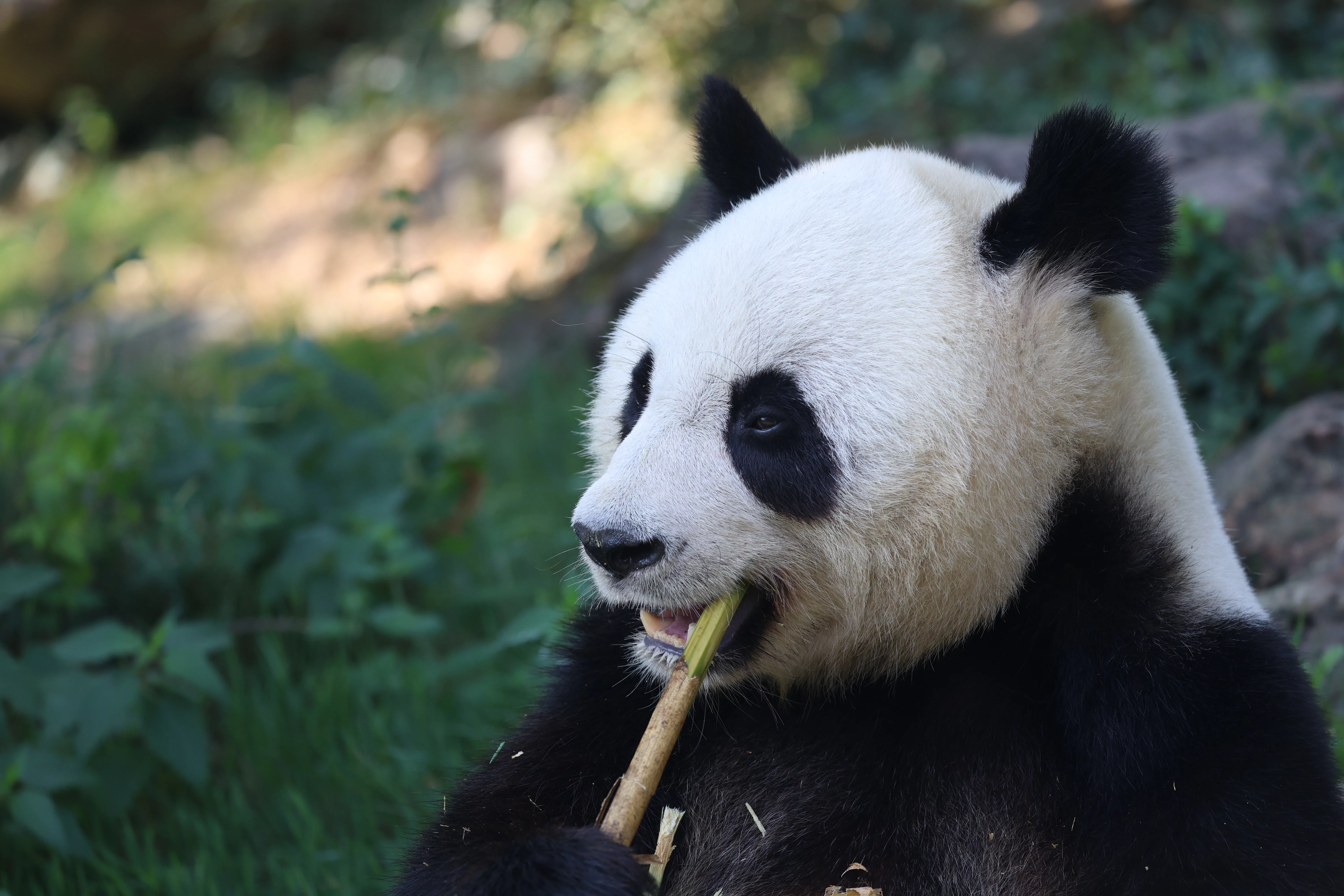 ZooParc de Beauval
