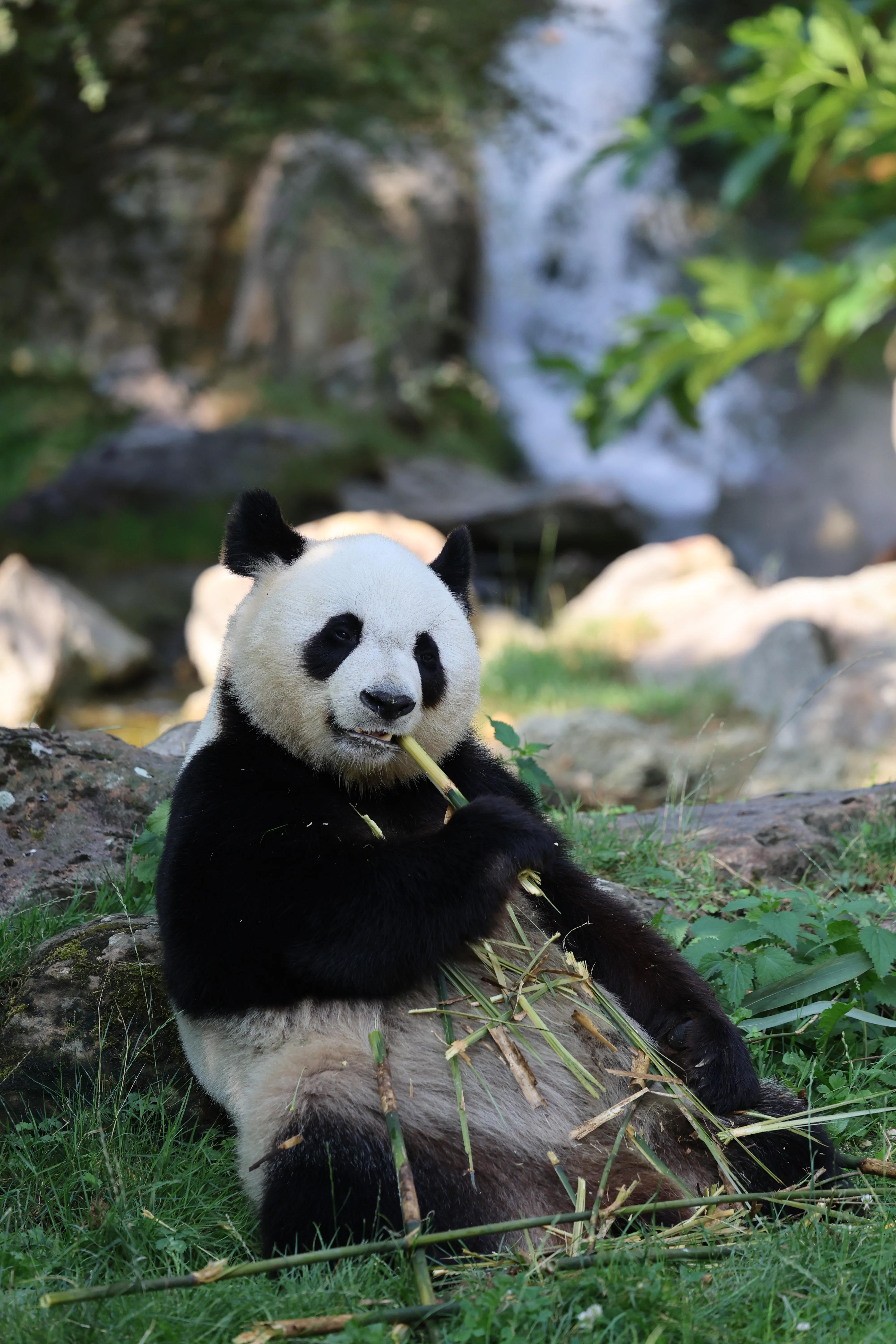 ZooParc de Beauval