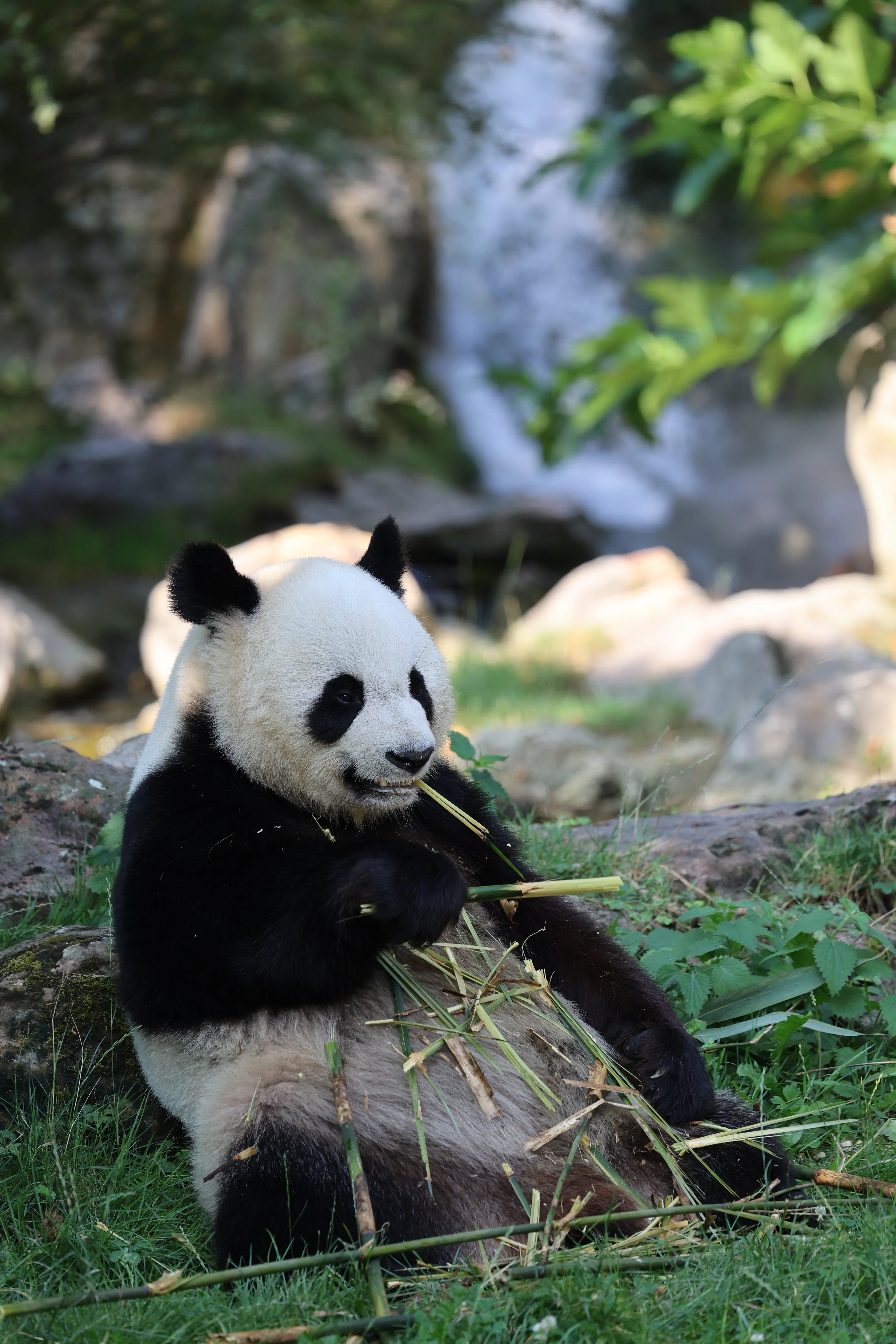 ZooParc de Beauval