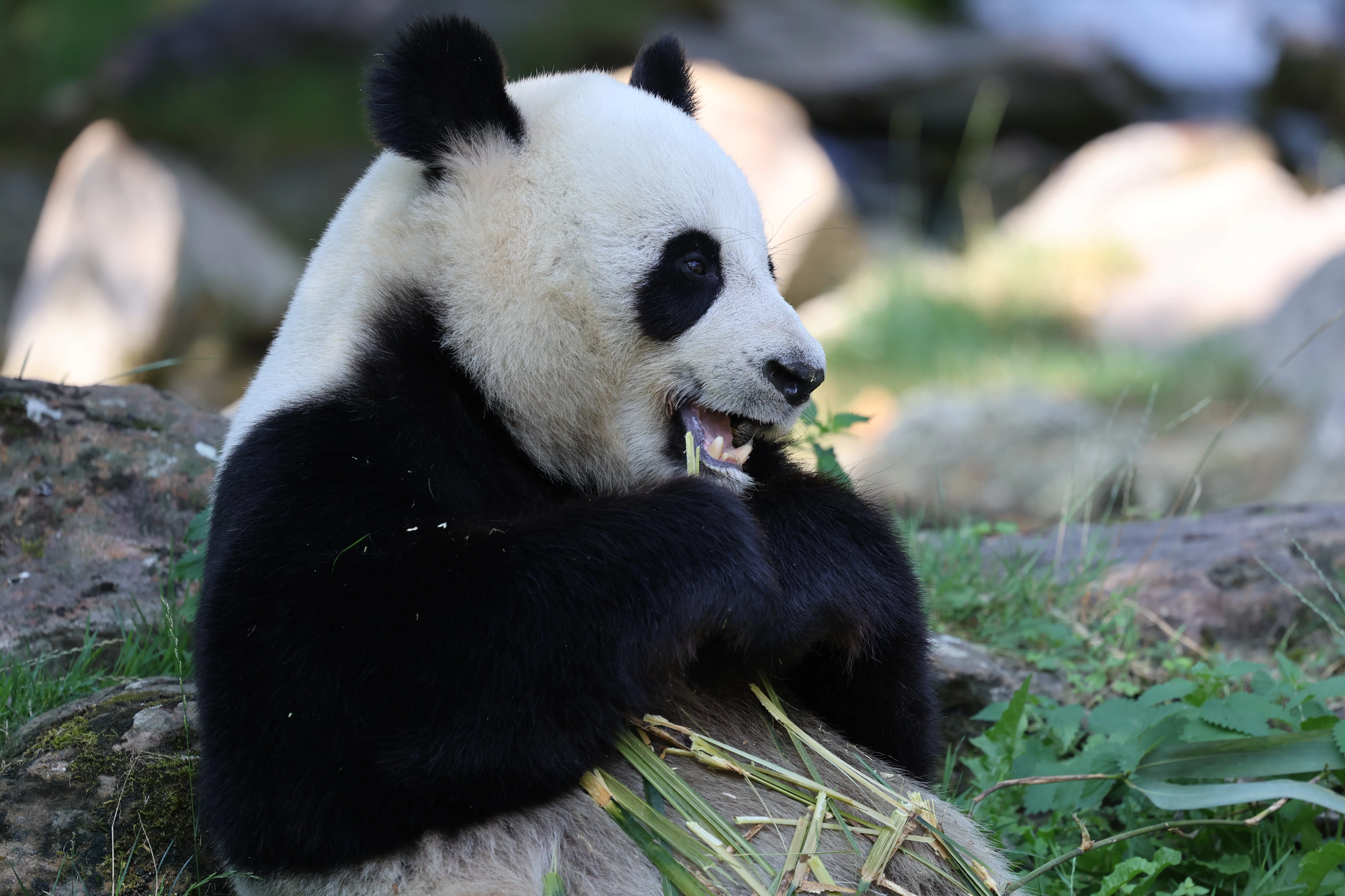 ZooParc de Beauval