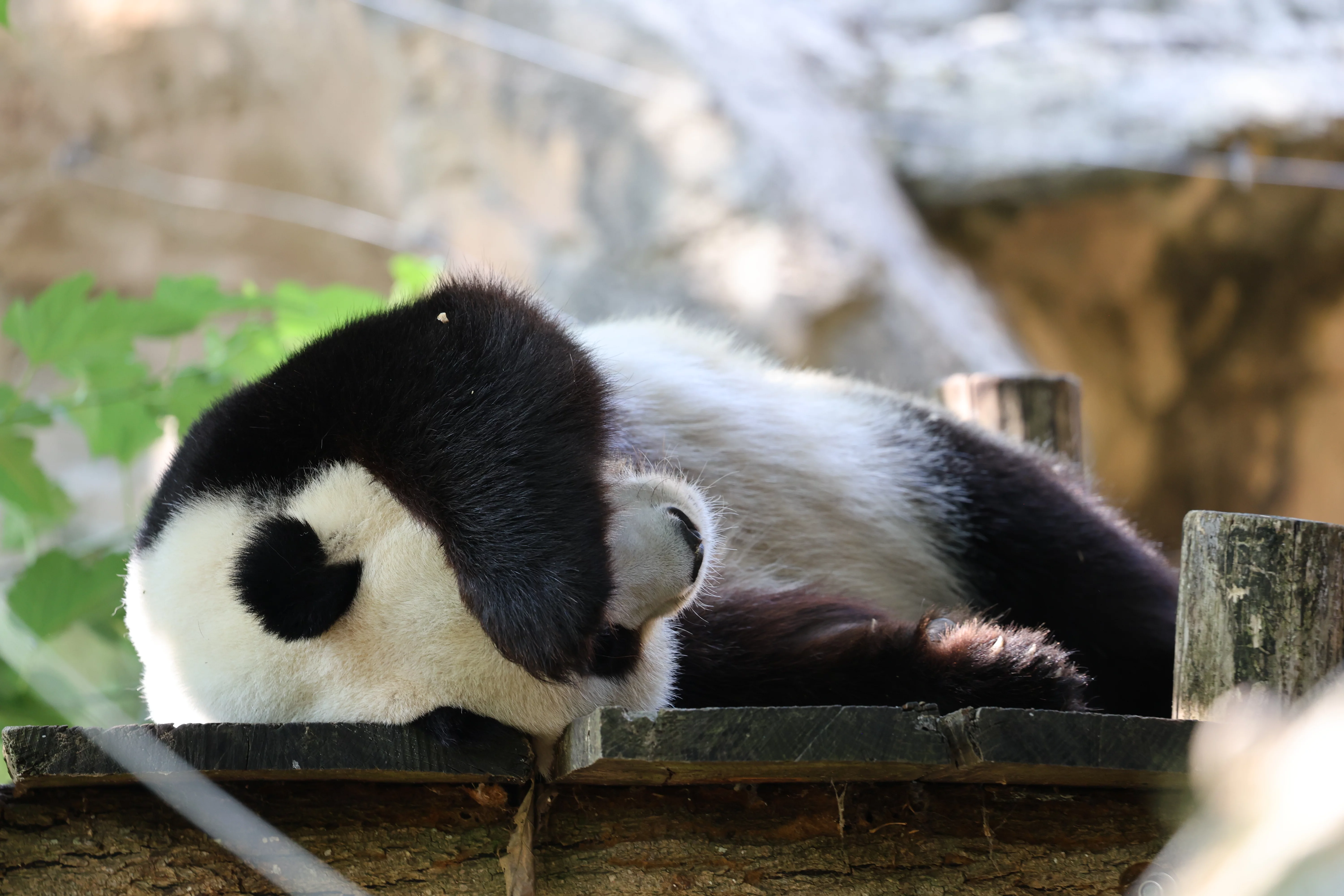 ZooParc de Beauval