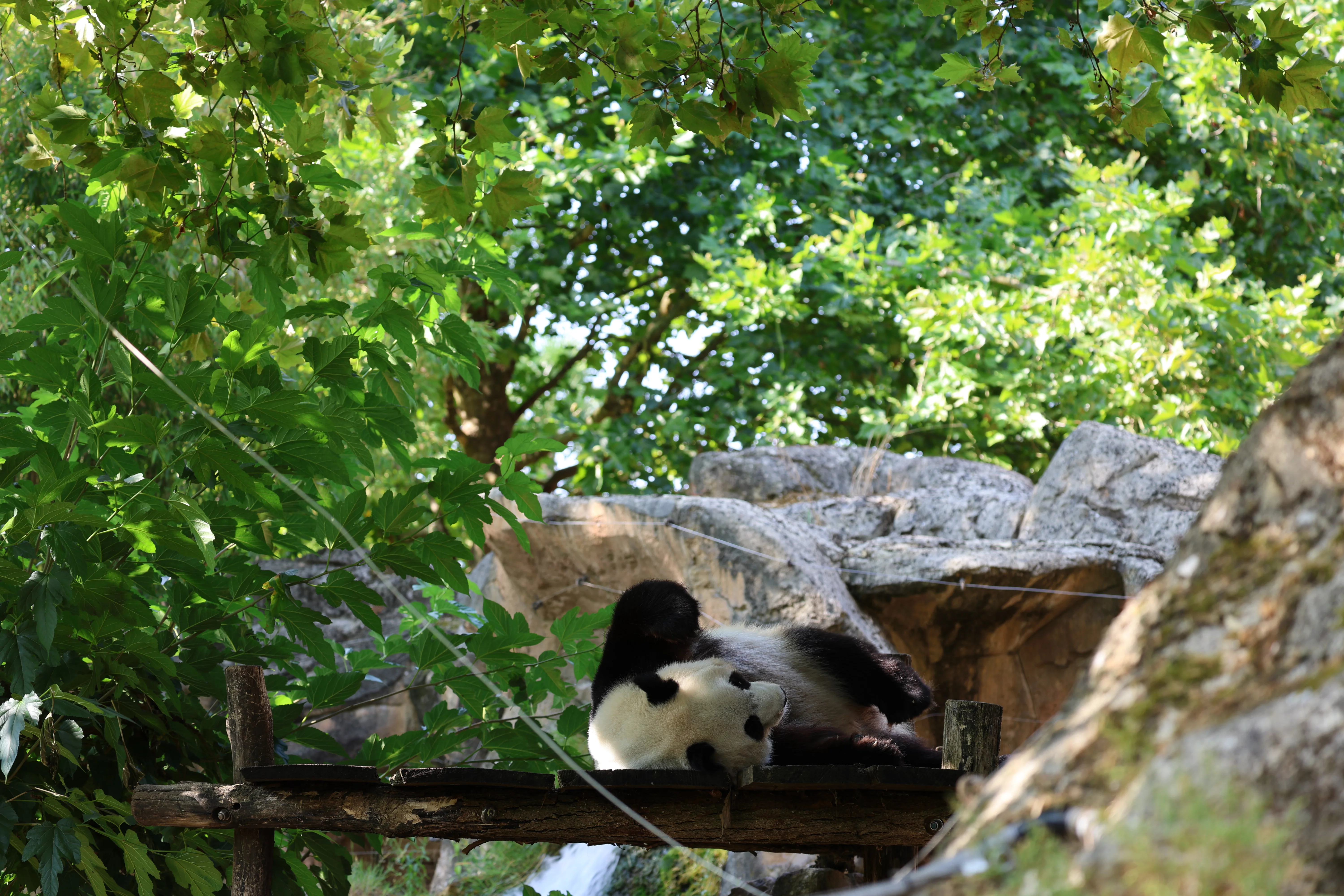 ZooParc de Beauval