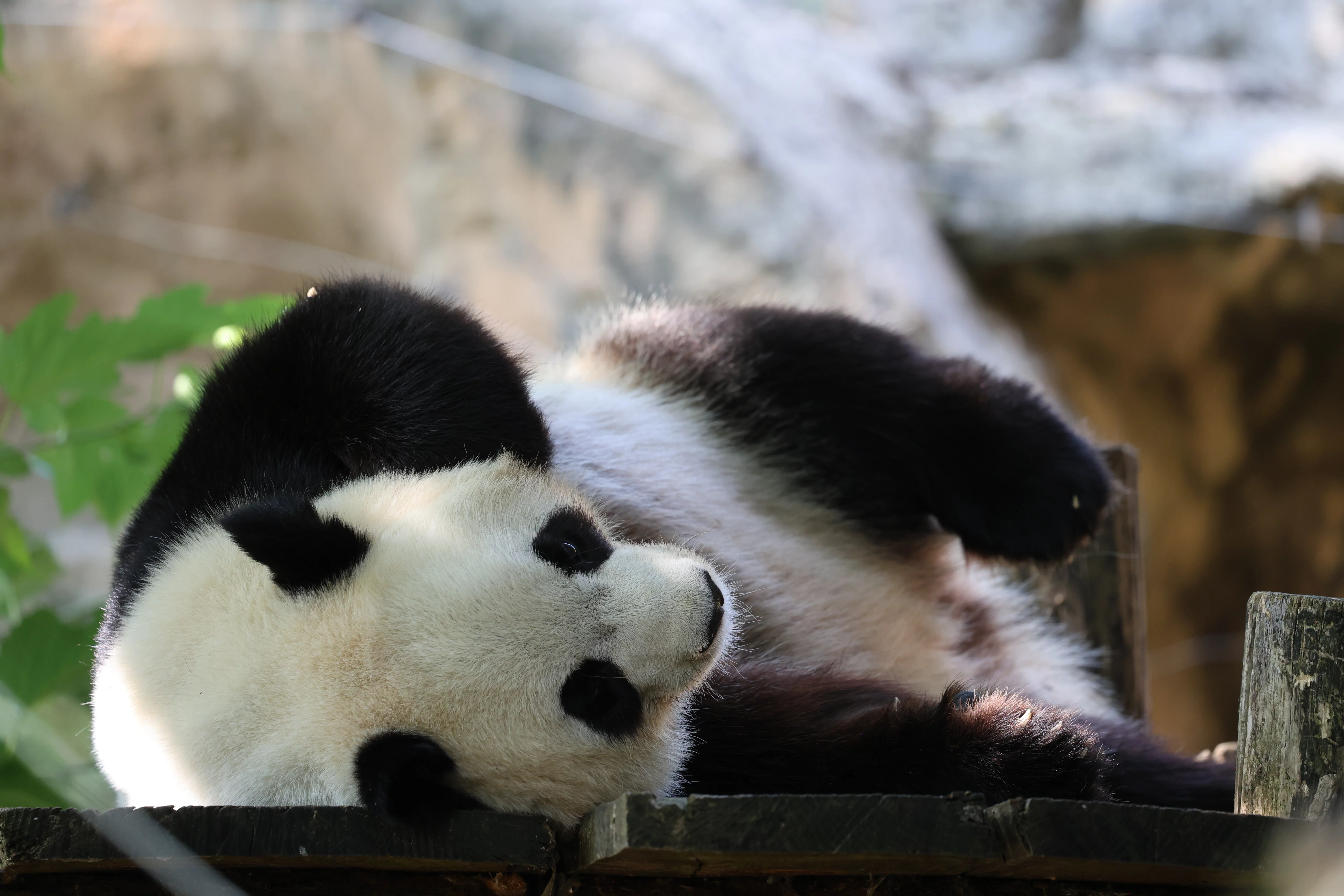 ZooParc de Beauval