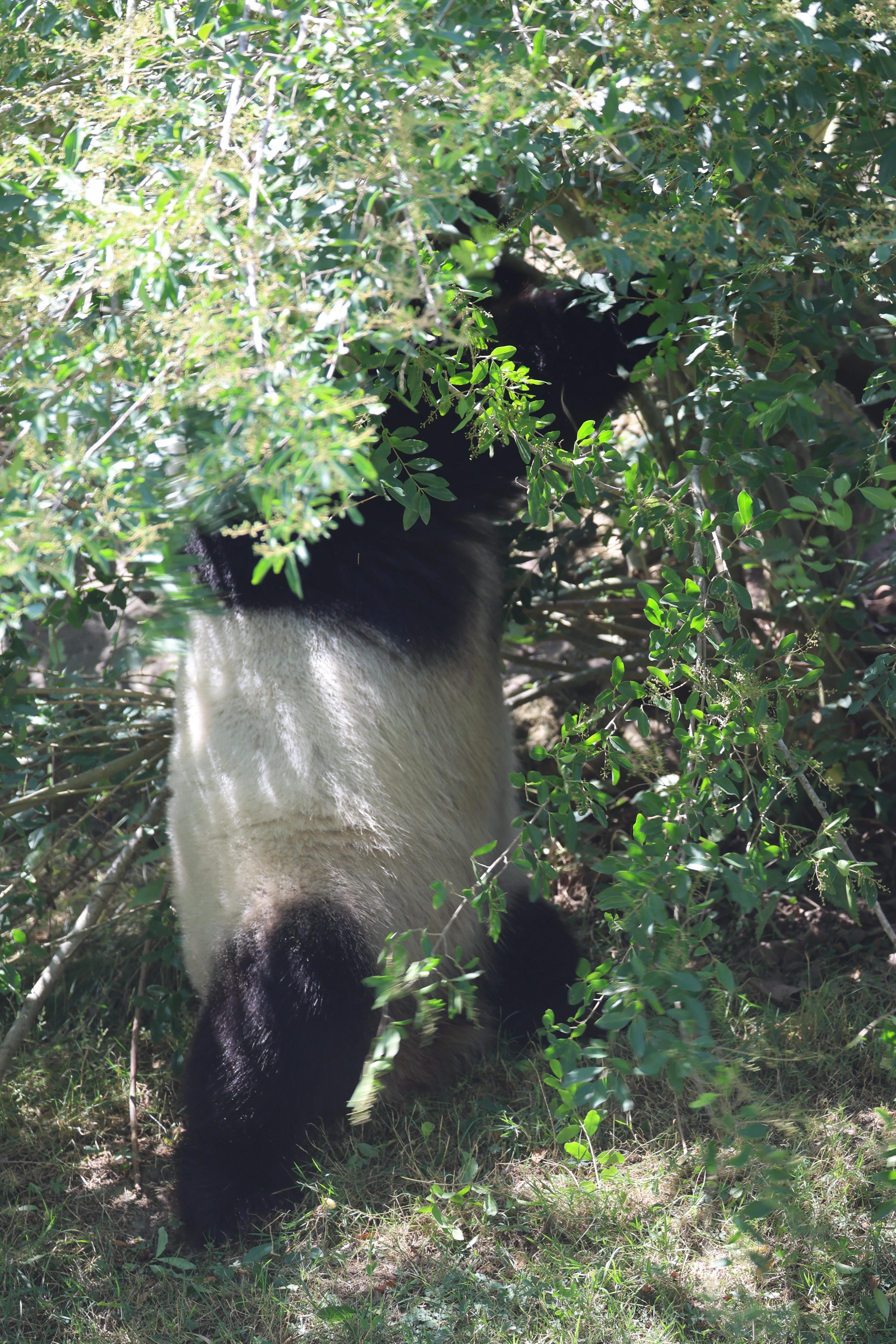 ZooParc de Beauval