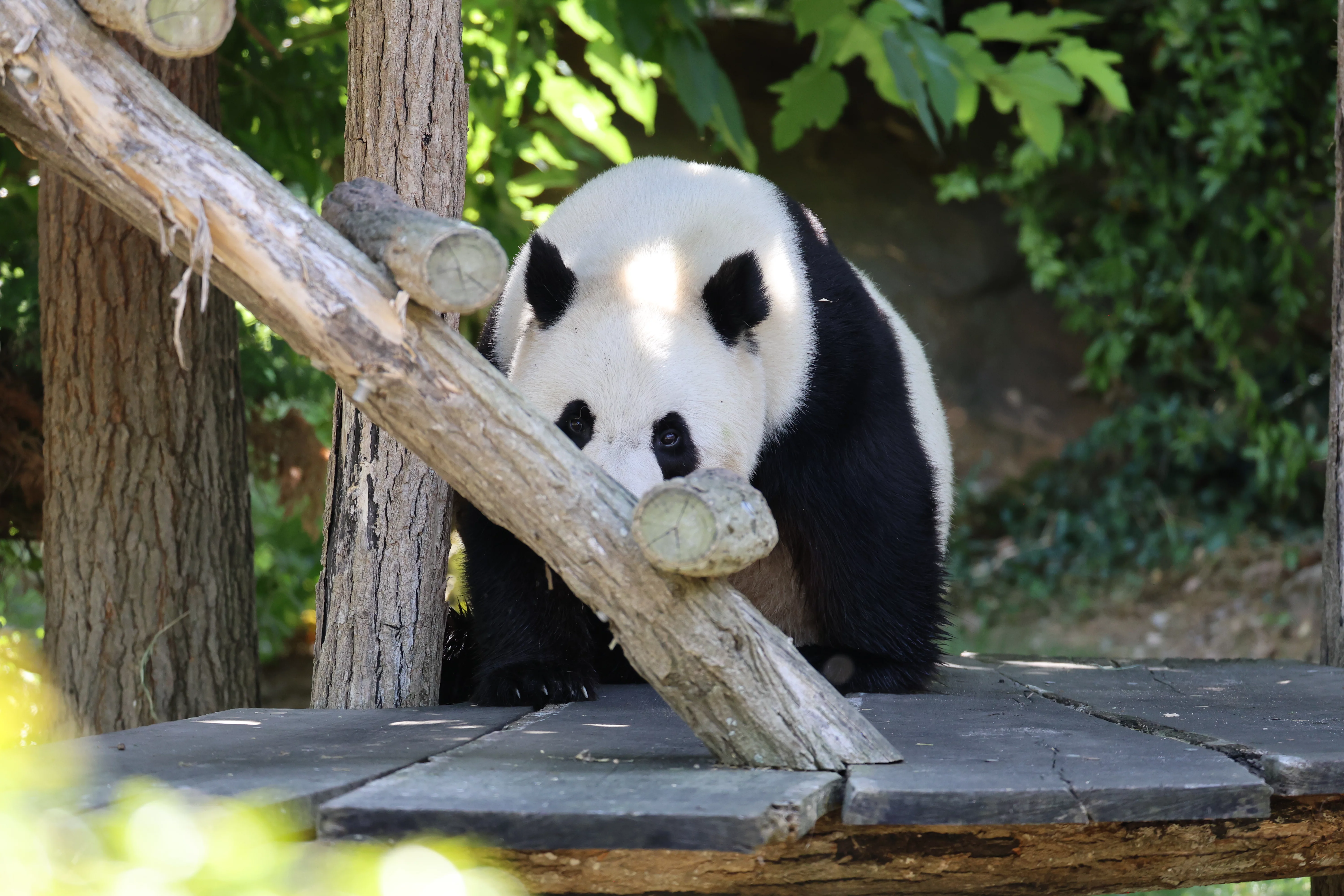 ZooParc de Beauval