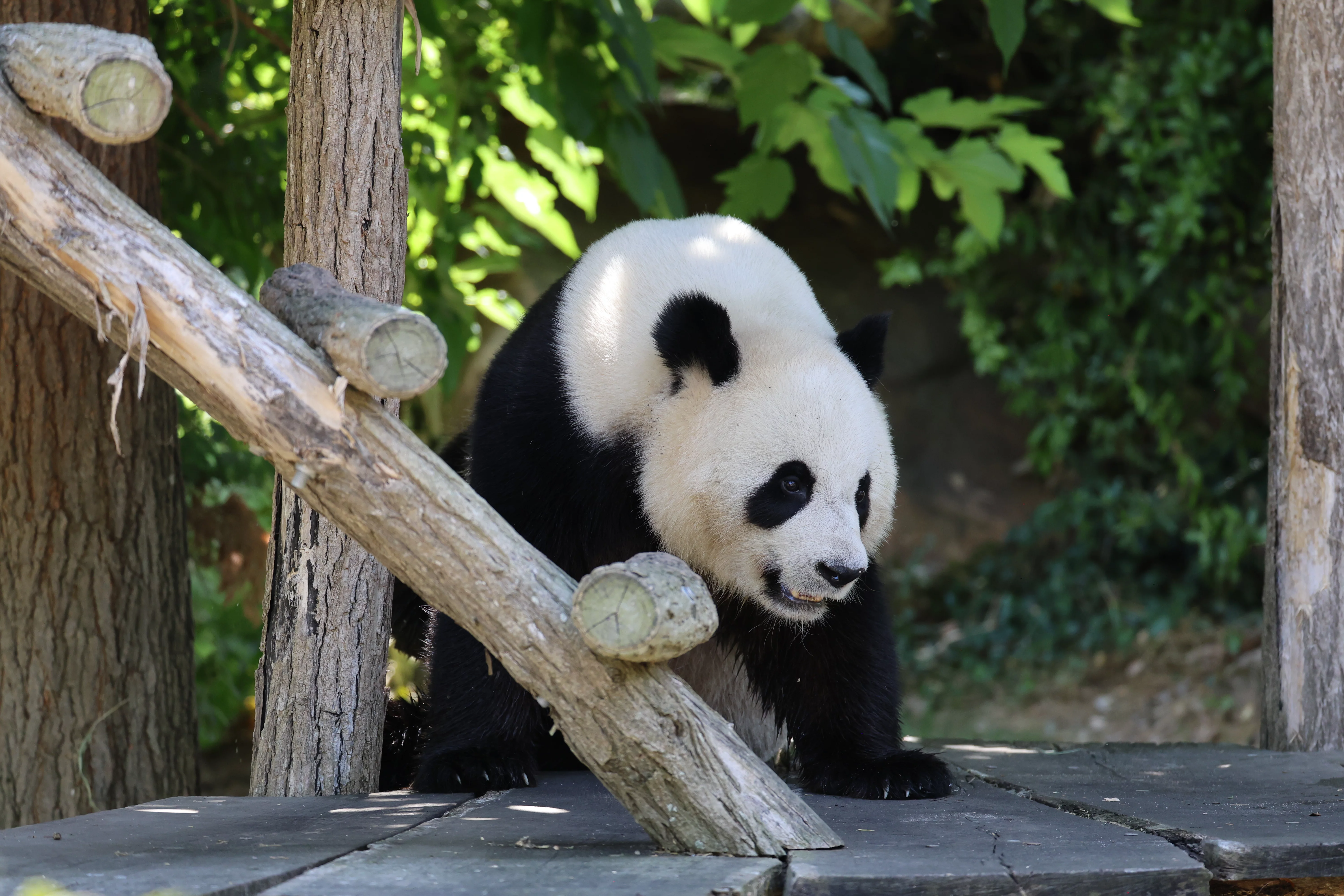 ZooParc de Beauval