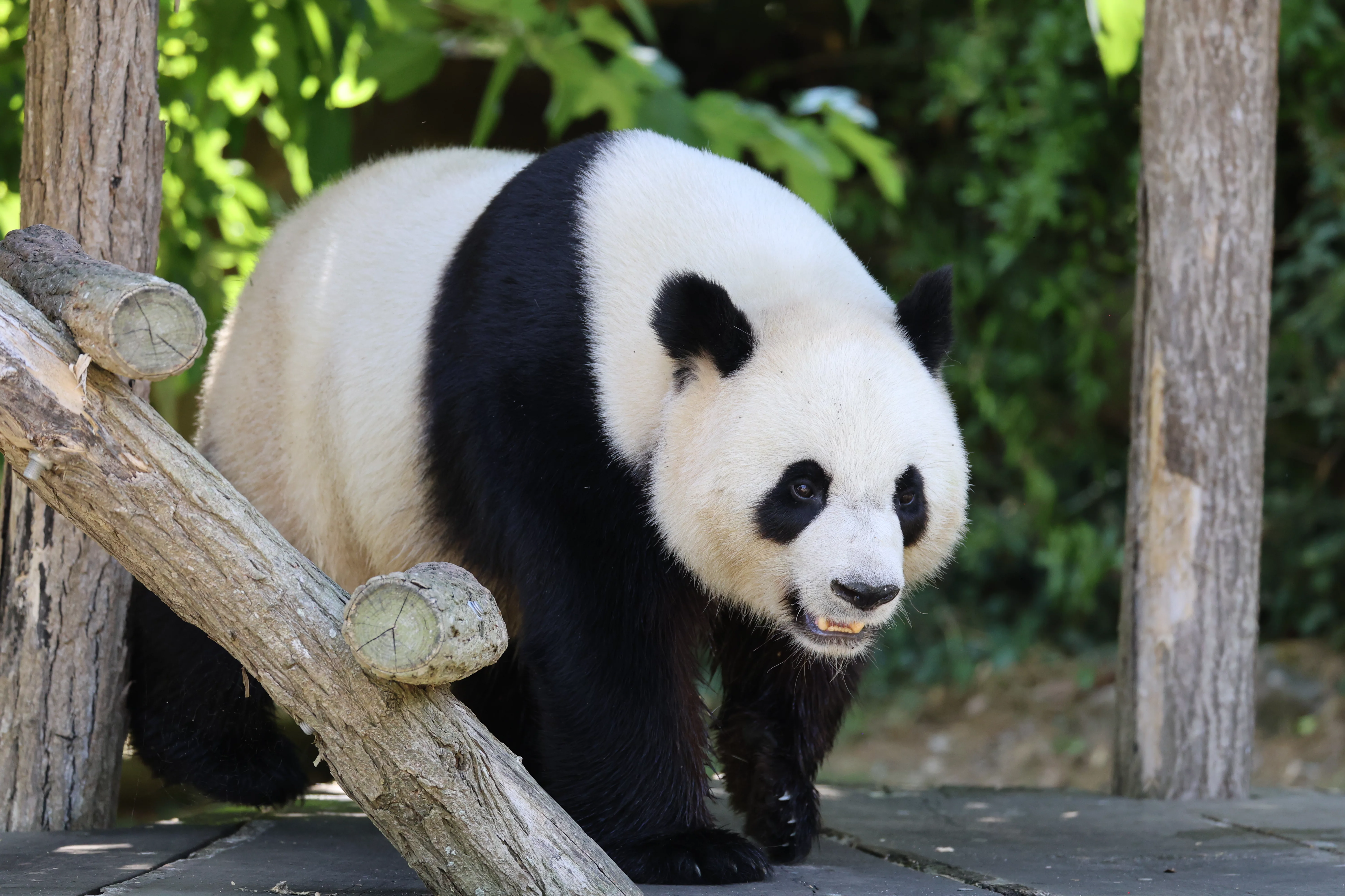ZooParc de Beauval