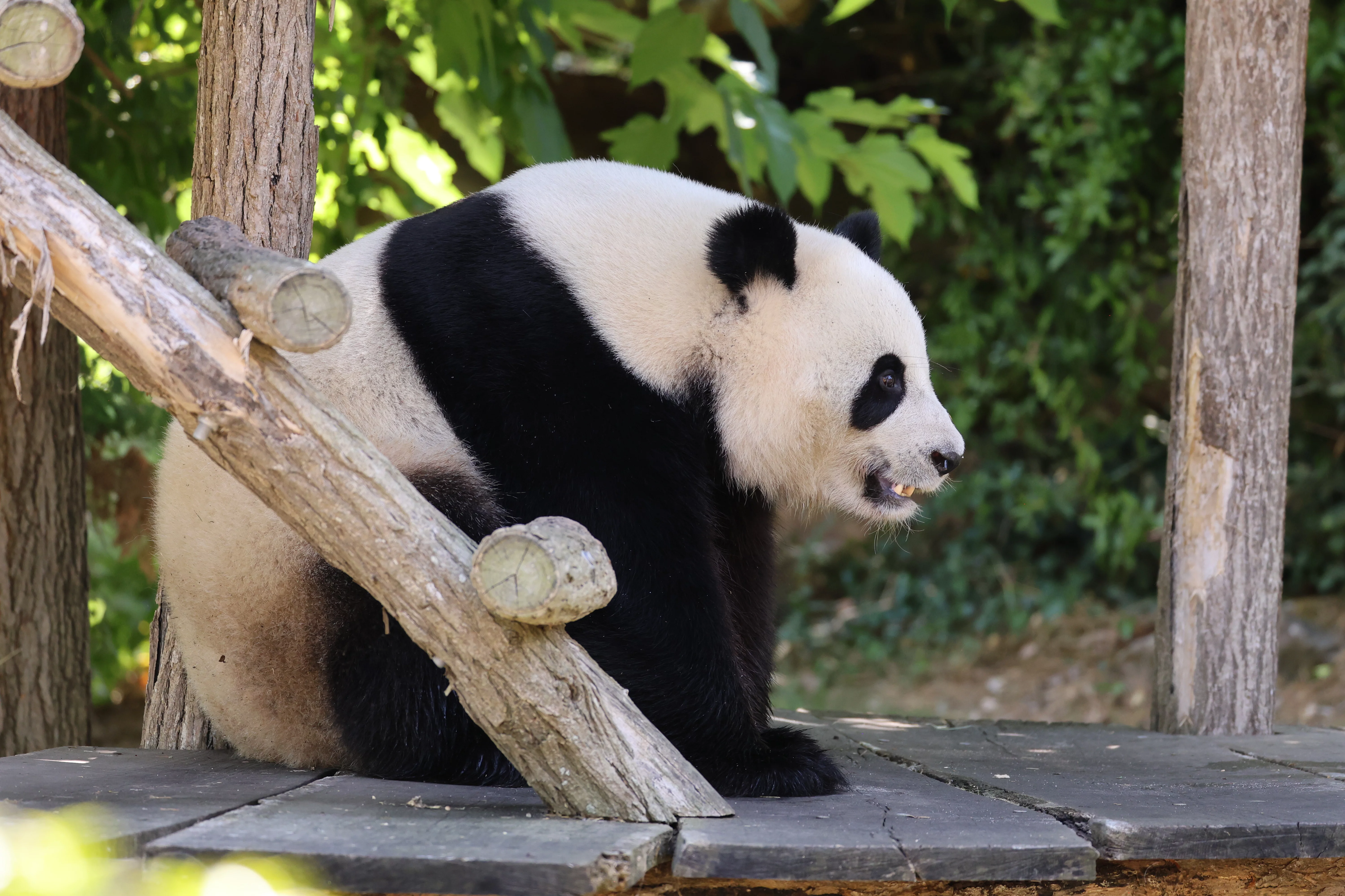 ZooParc de Beauval