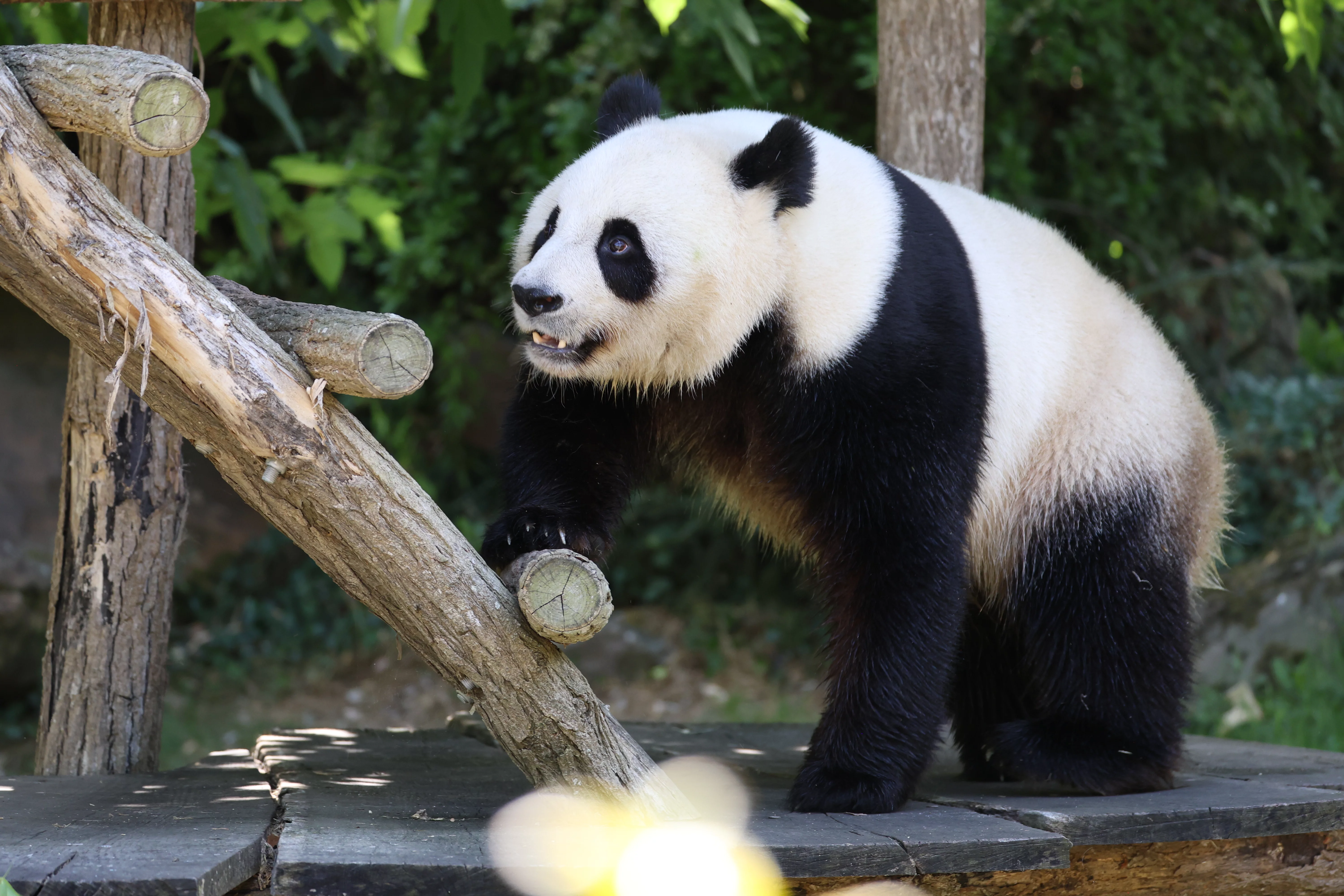 ZooParc de Beauval