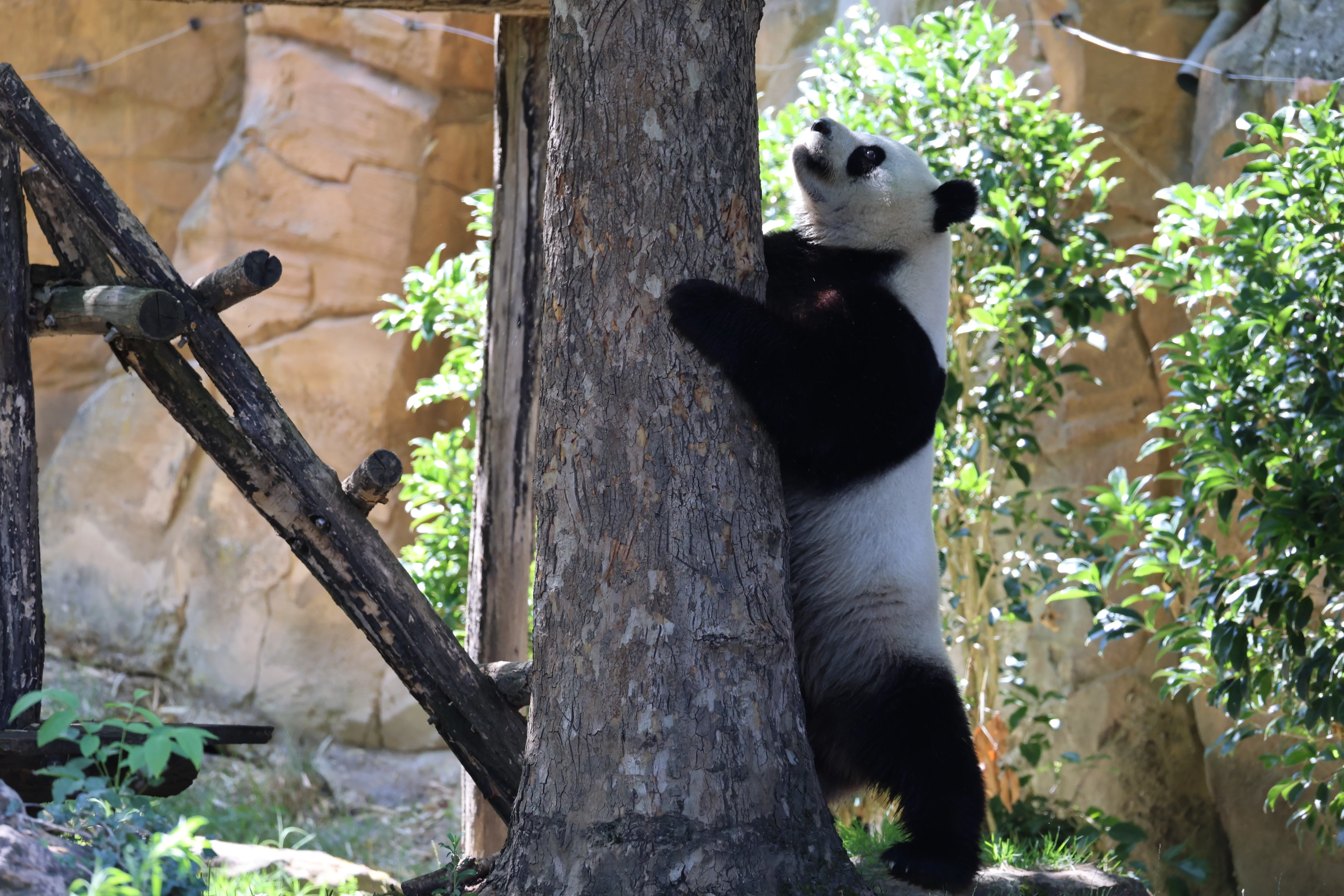 ZooParc de Beauval