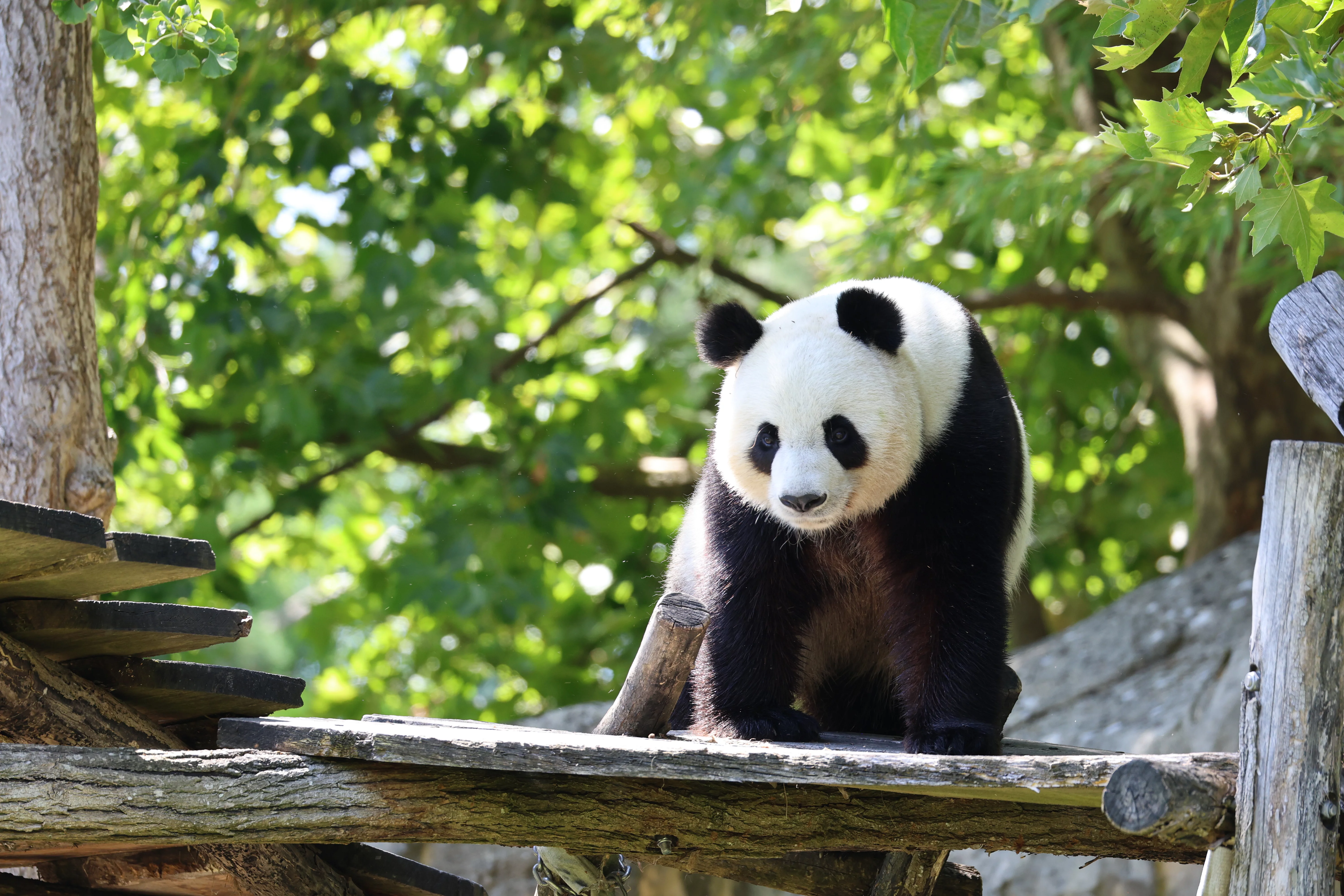 ZooParc de Beauval