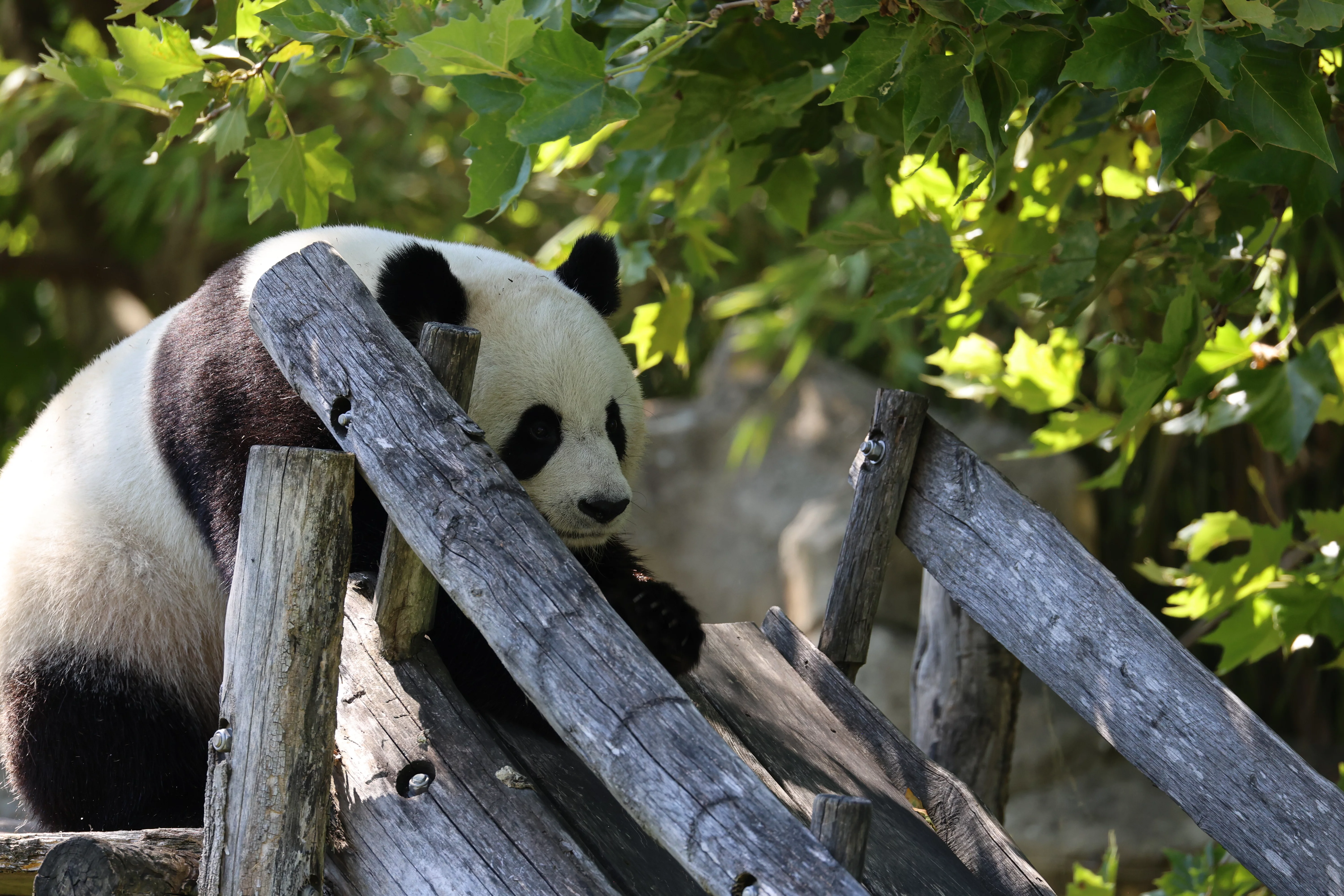 ZooParc de Beauval