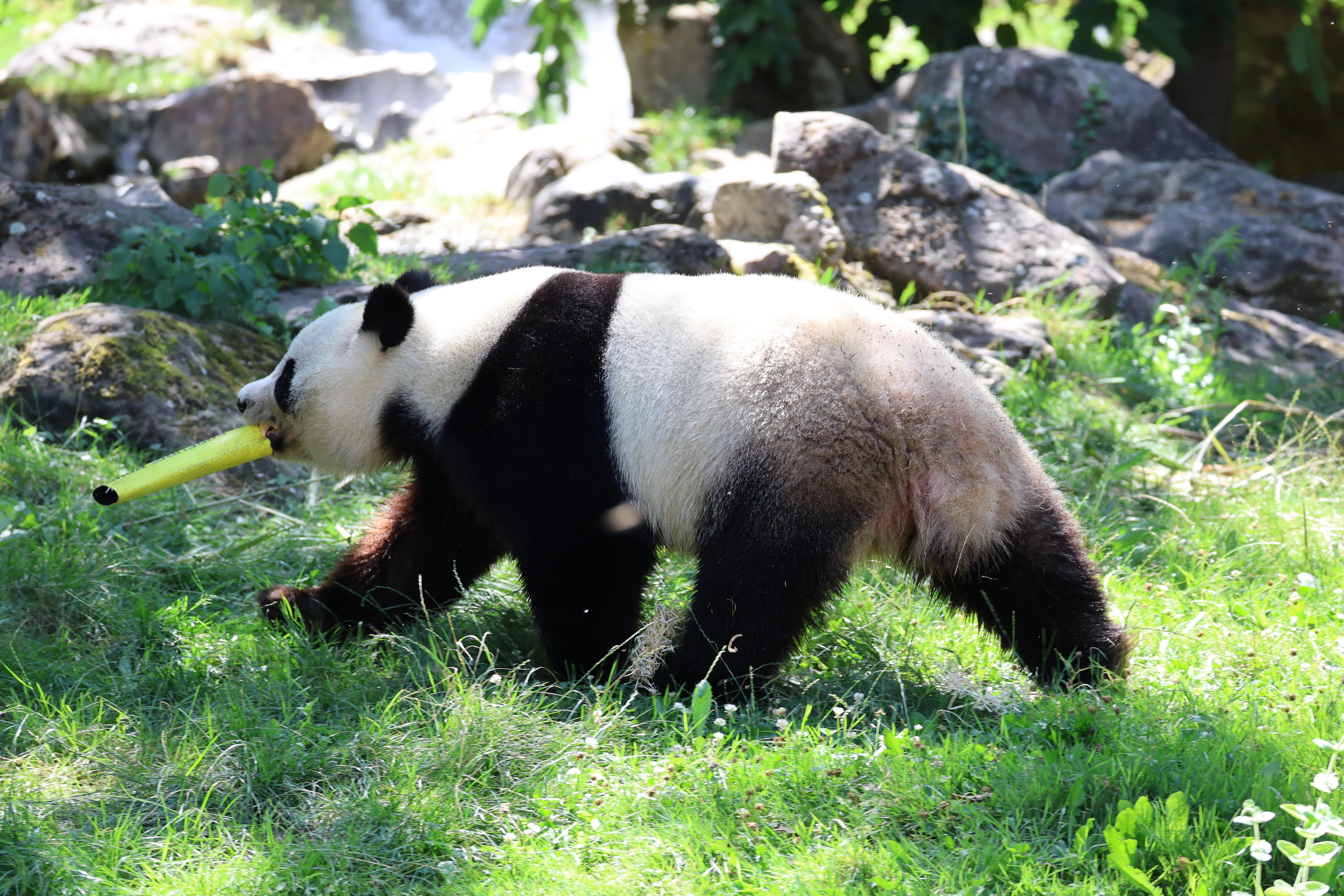 ZooParc de Beauval