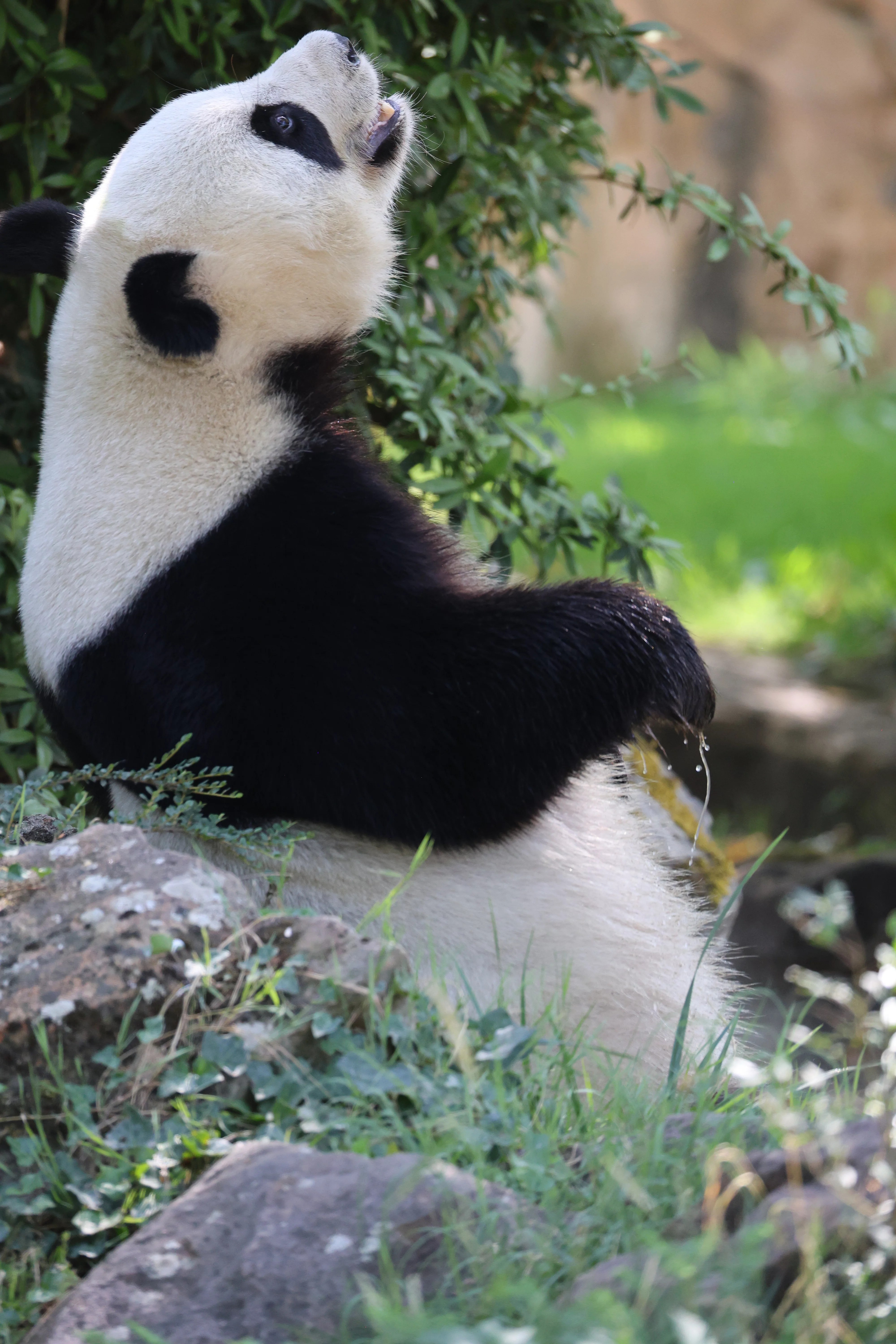 ZooParc de Beauval