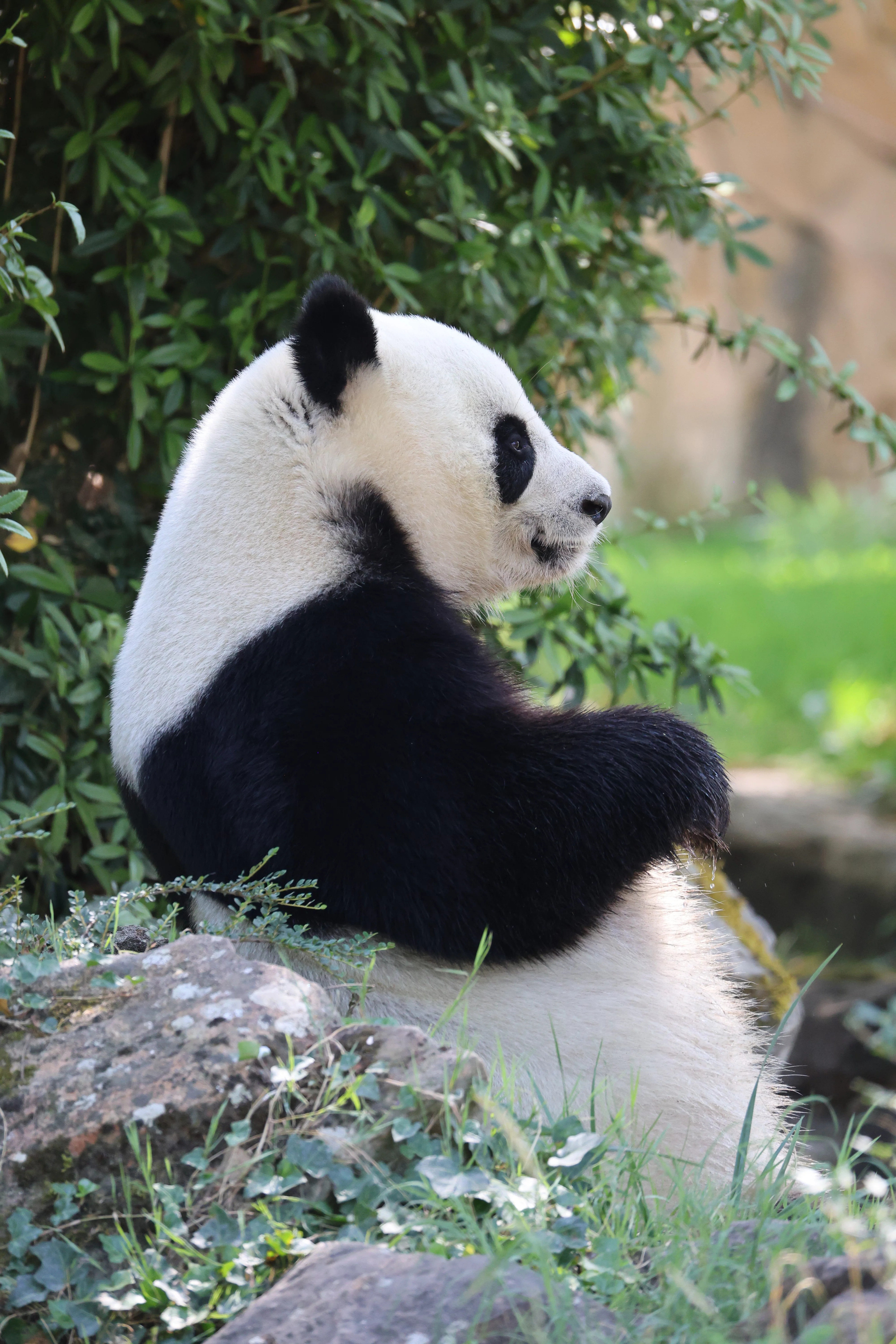 ZooParc de Beauval