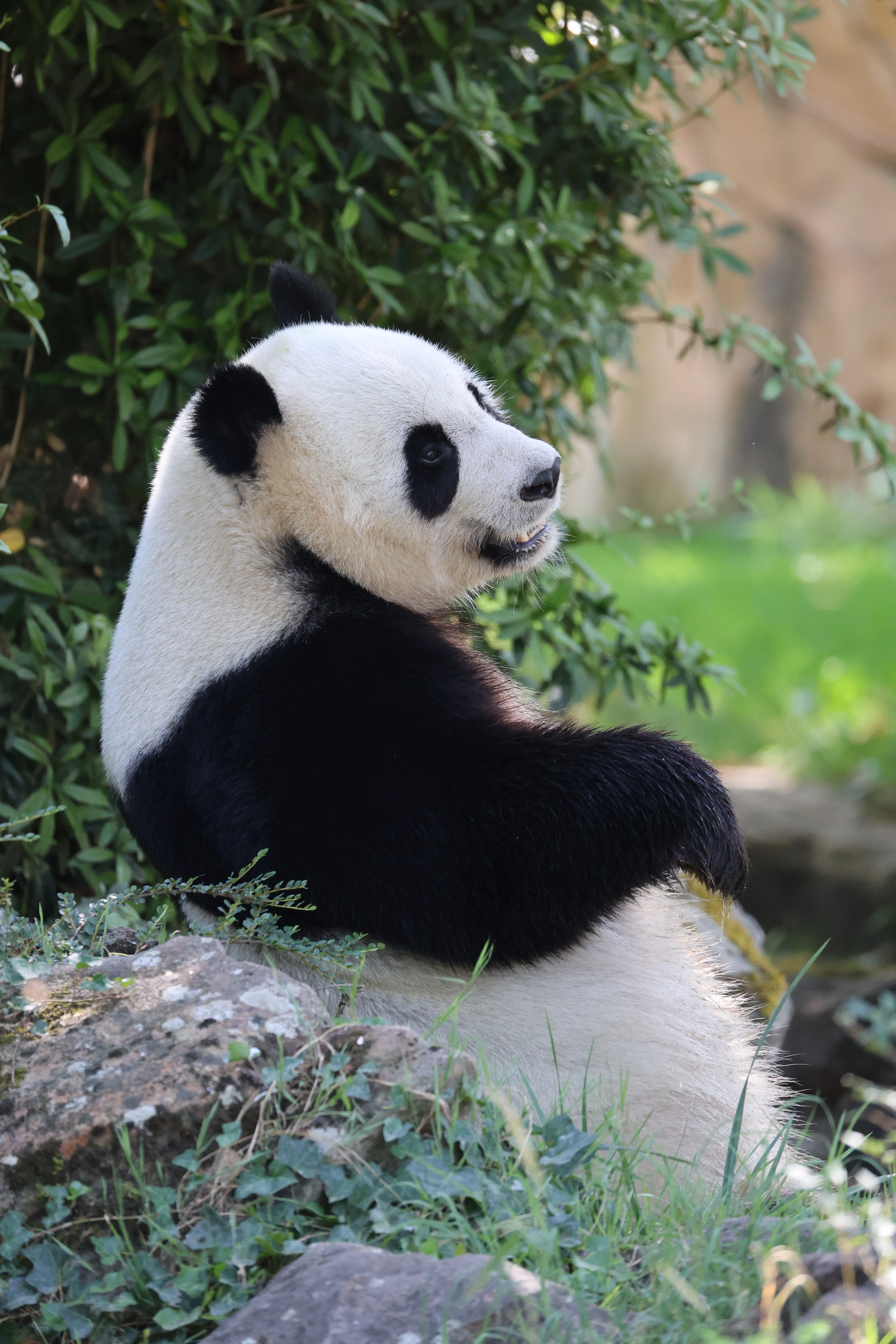 ZooParc de Beauval