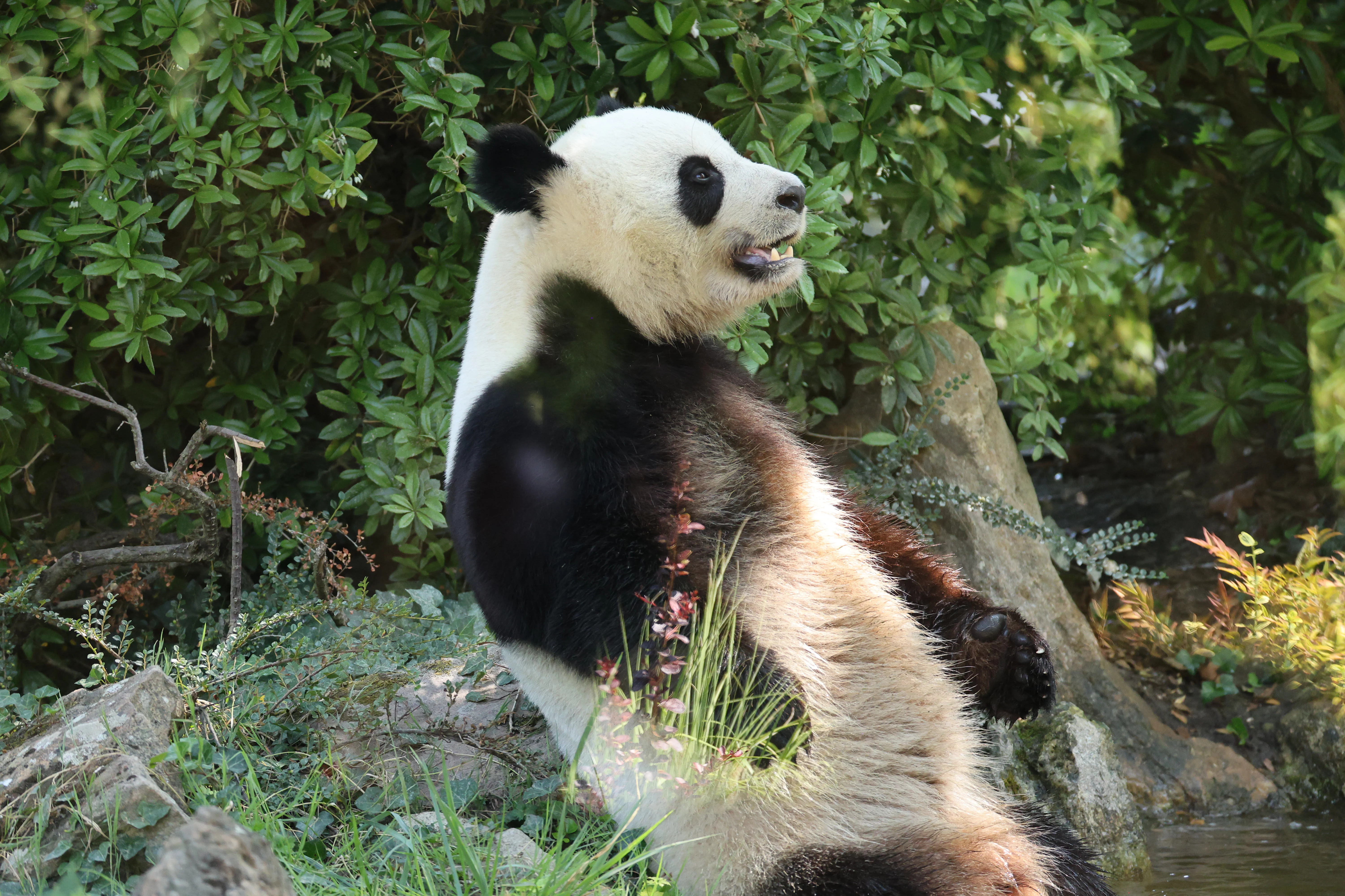 ZooParc de Beauval
