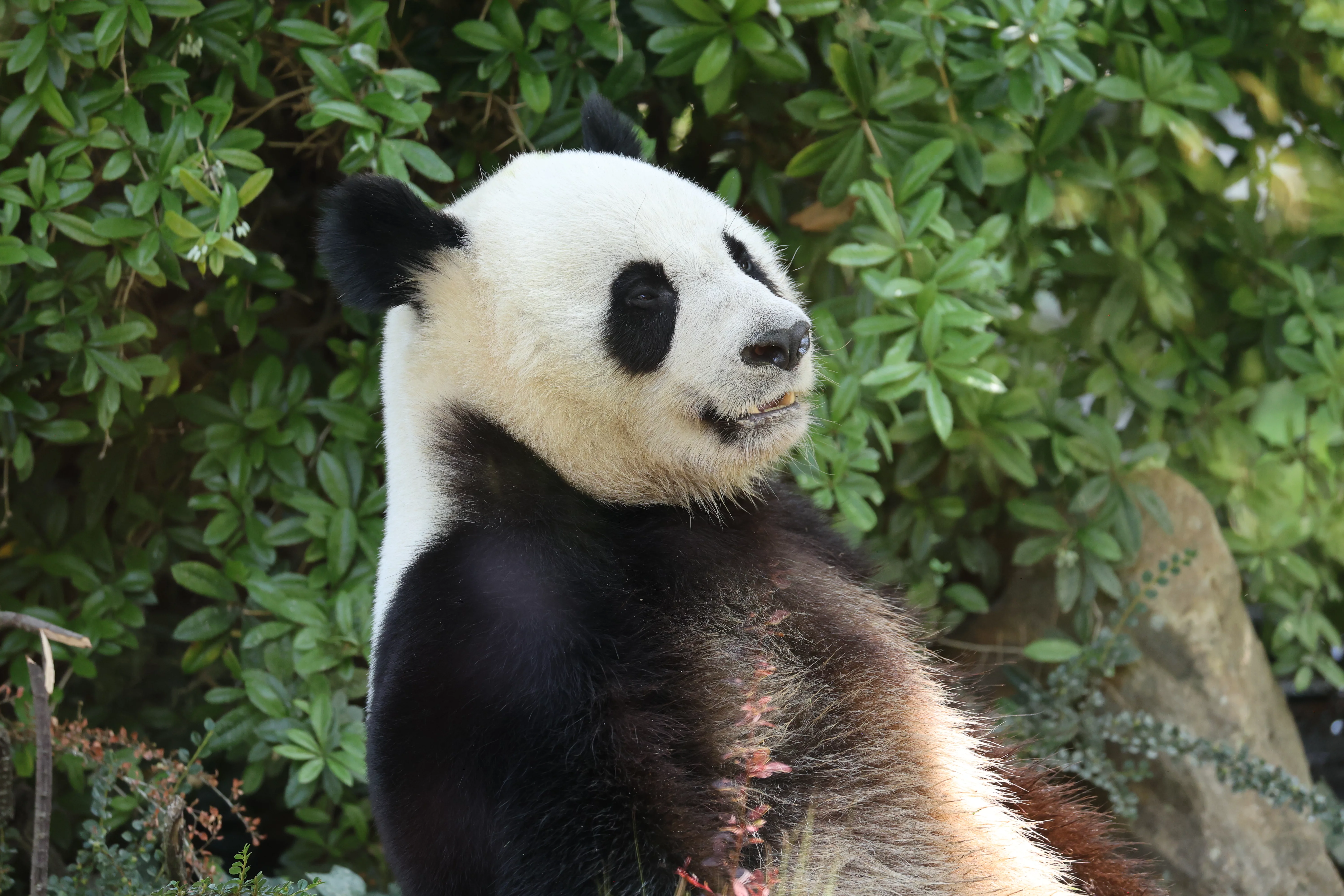 ZooParc de Beauval