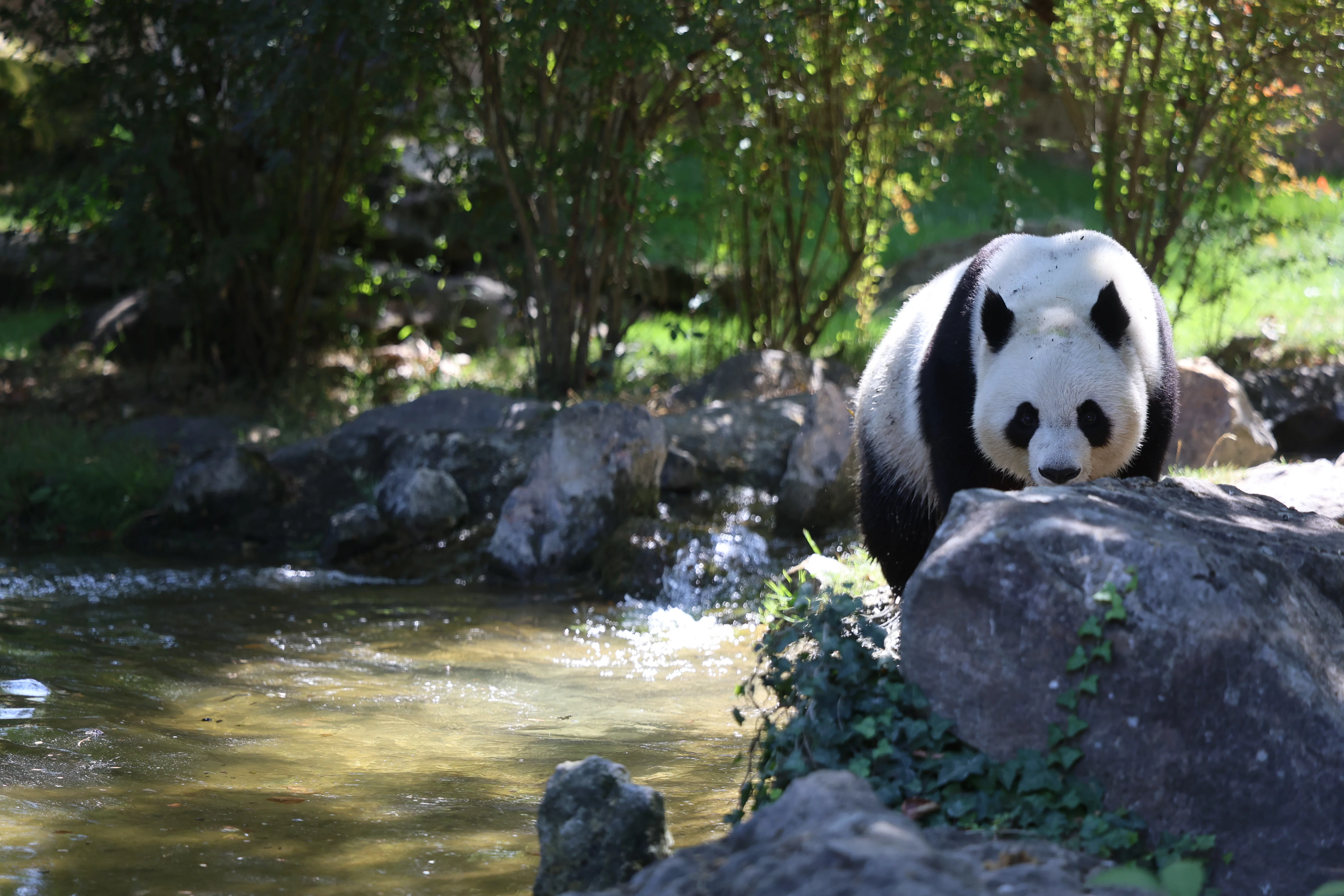 ZooParc de Beauval
