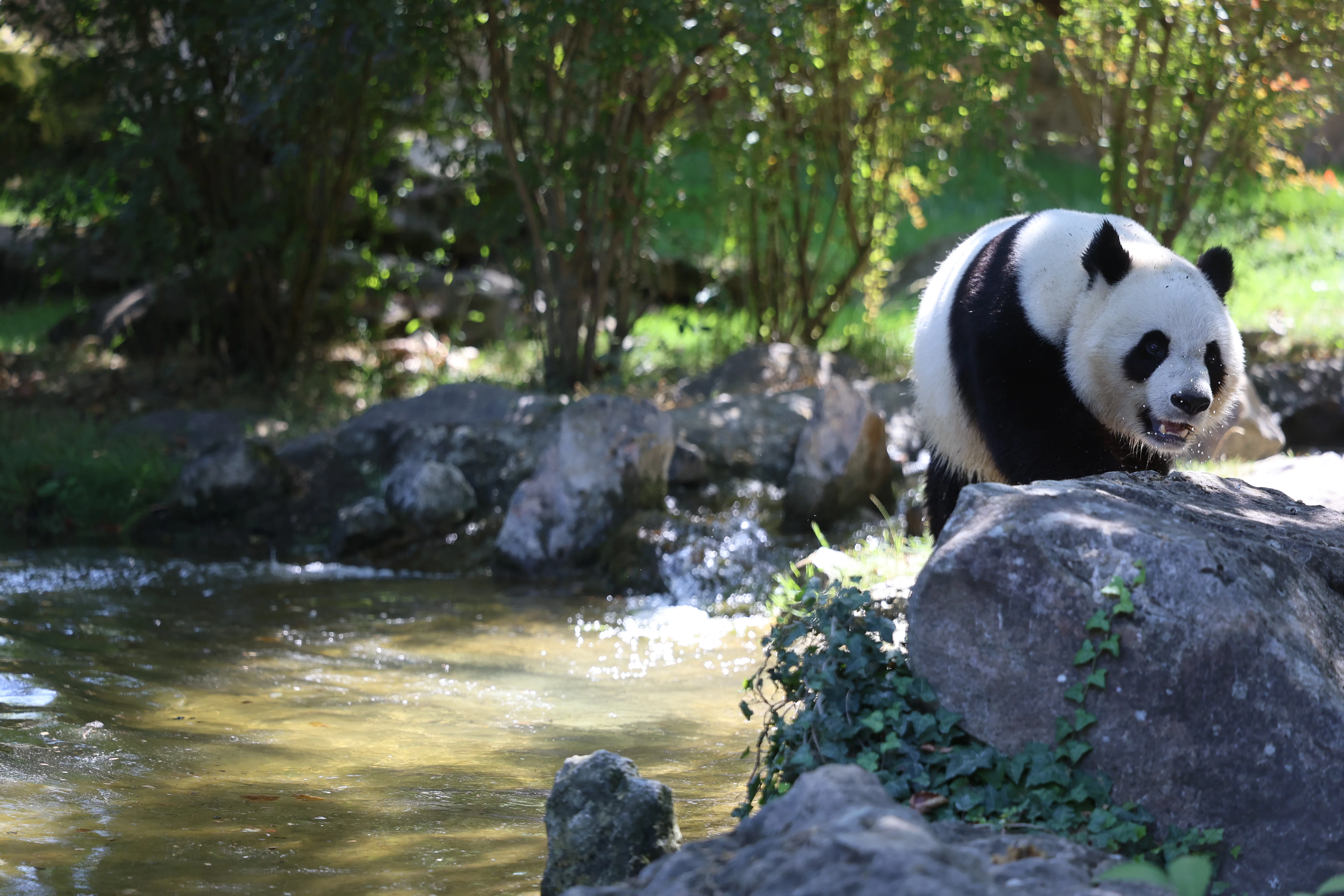 ZooParc de Beauval