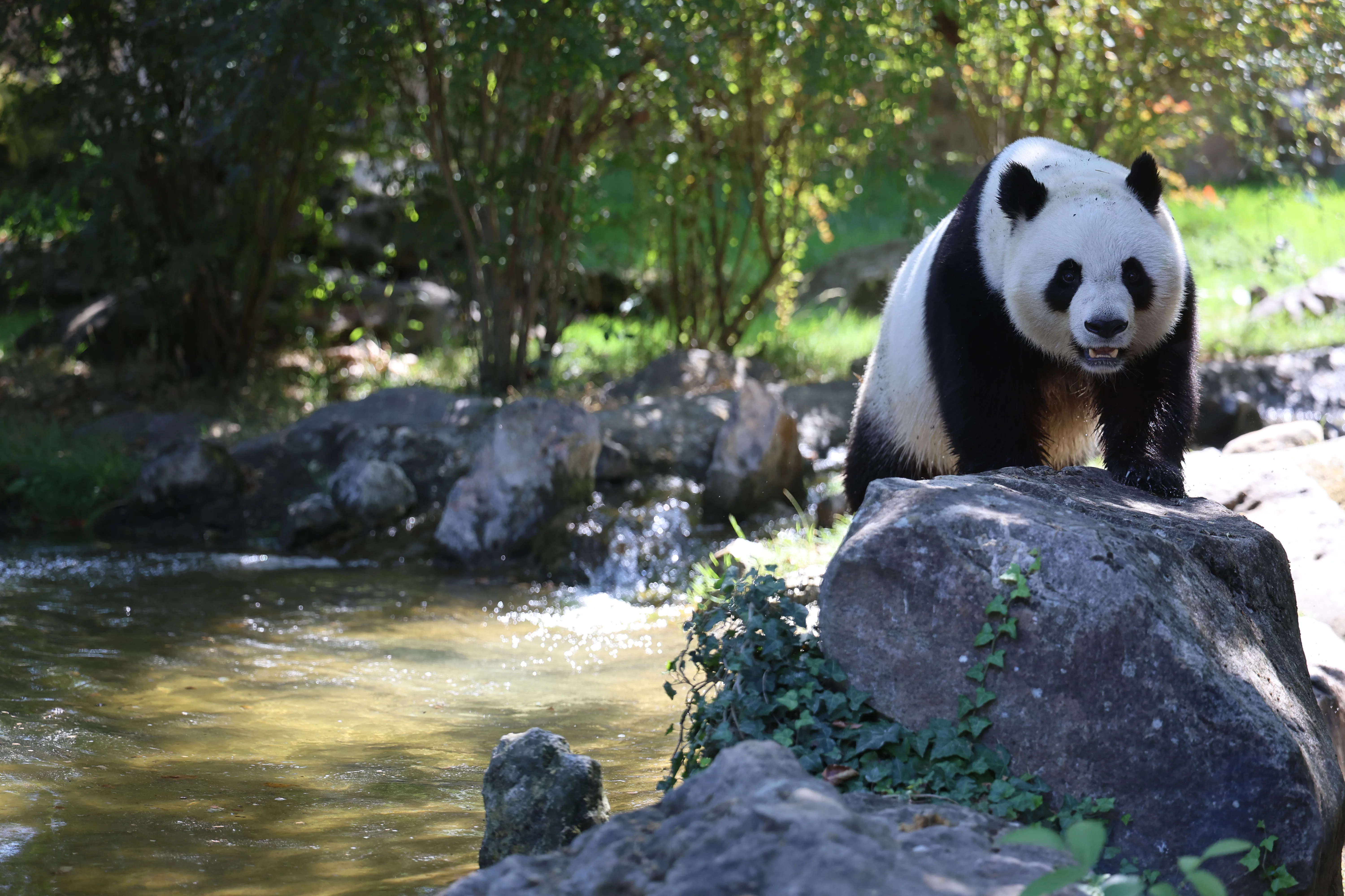 ZooParc de Beauval