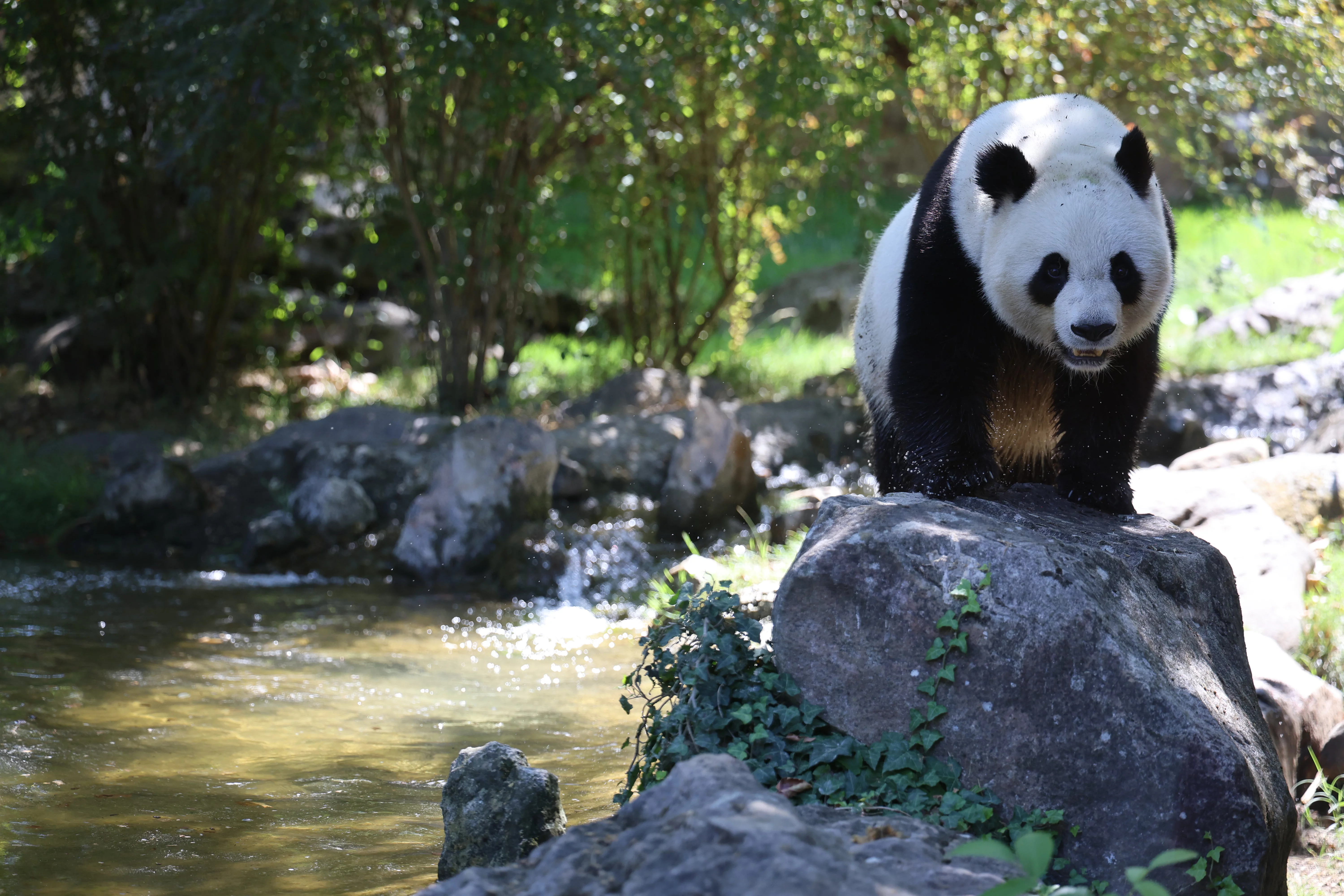 ZooParc de Beauval