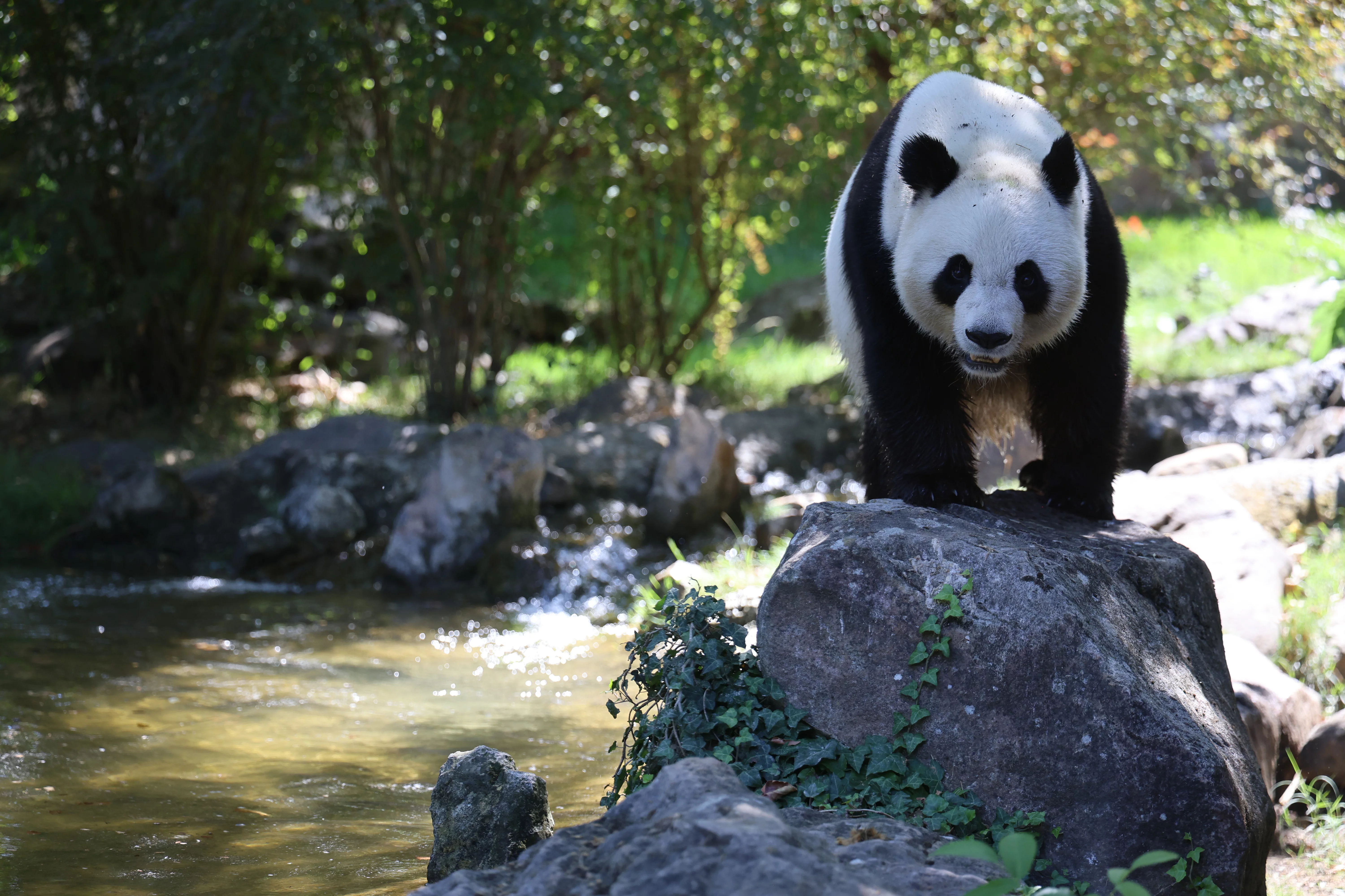 ZooParc de Beauval