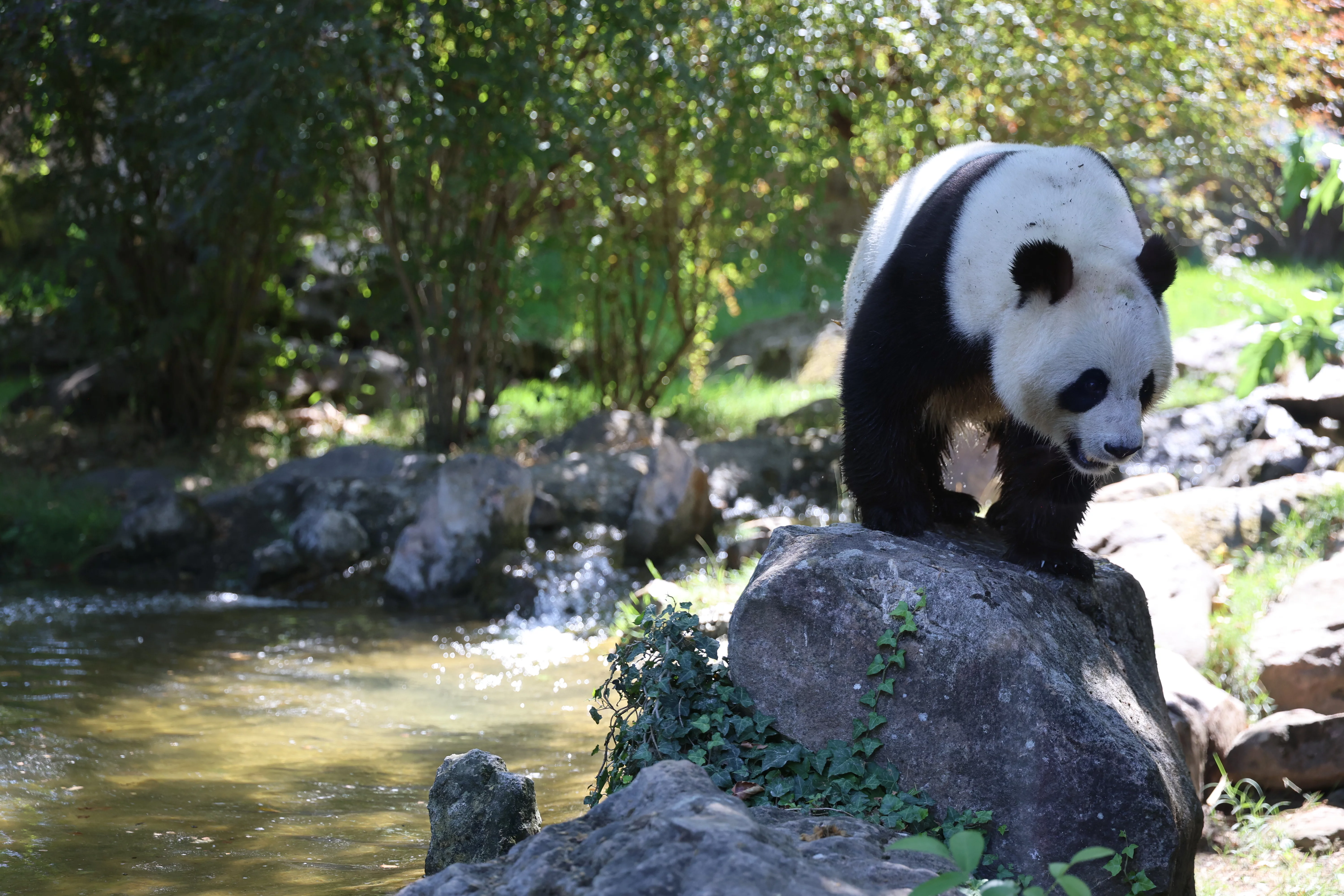 ZooParc de Beauval