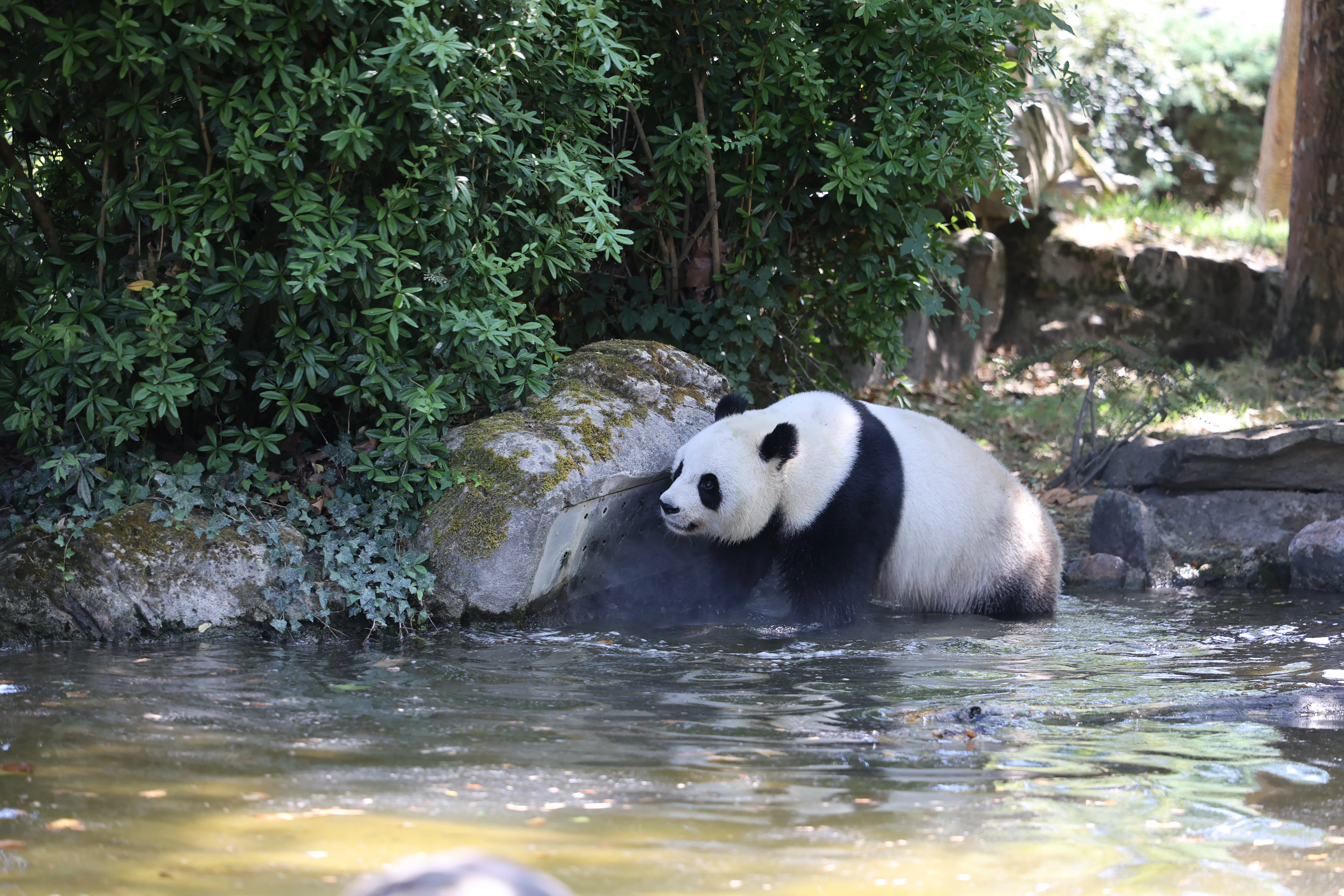ZooParc de Beauval