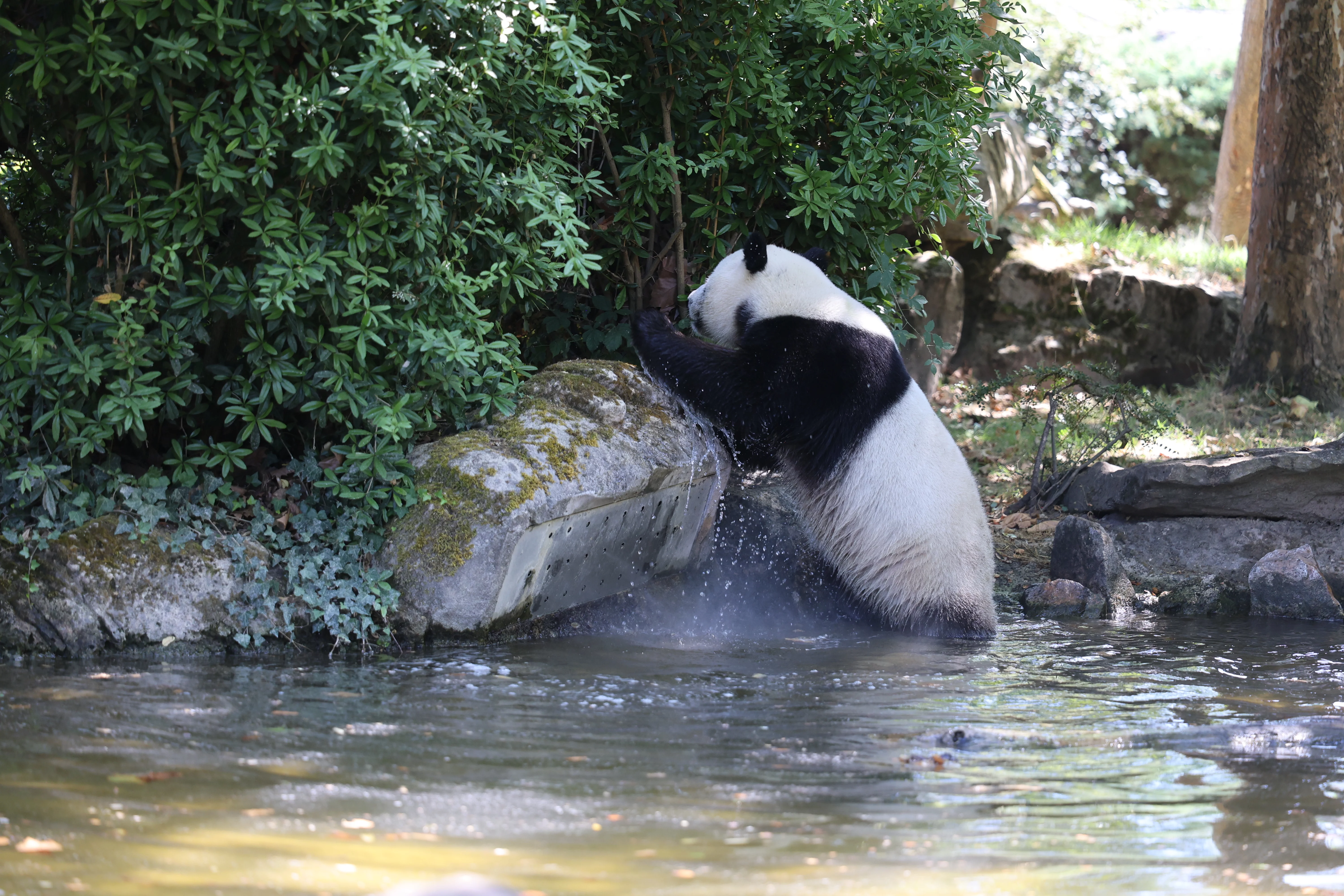 ZooParc de Beauval