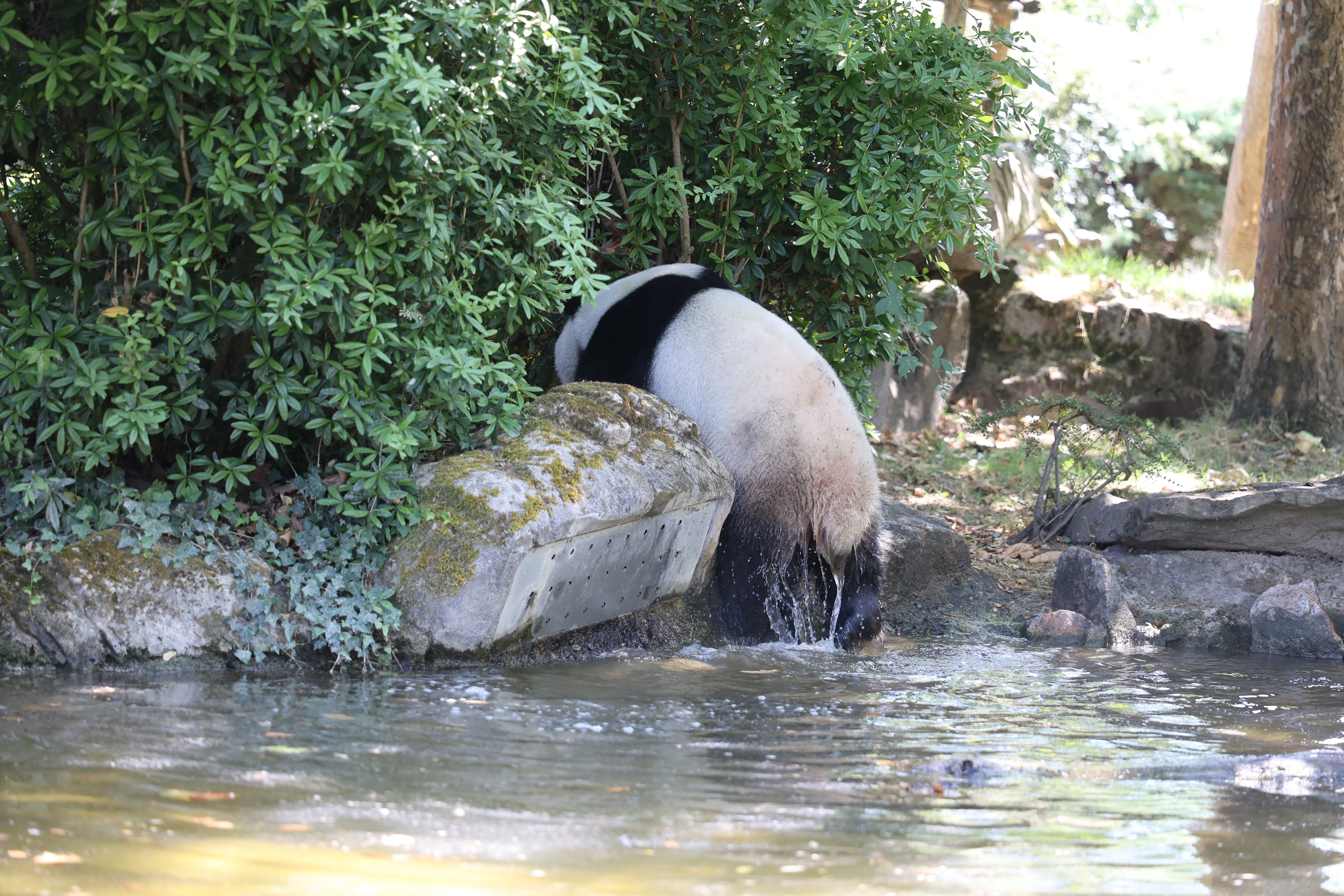 ZooParc de Beauval