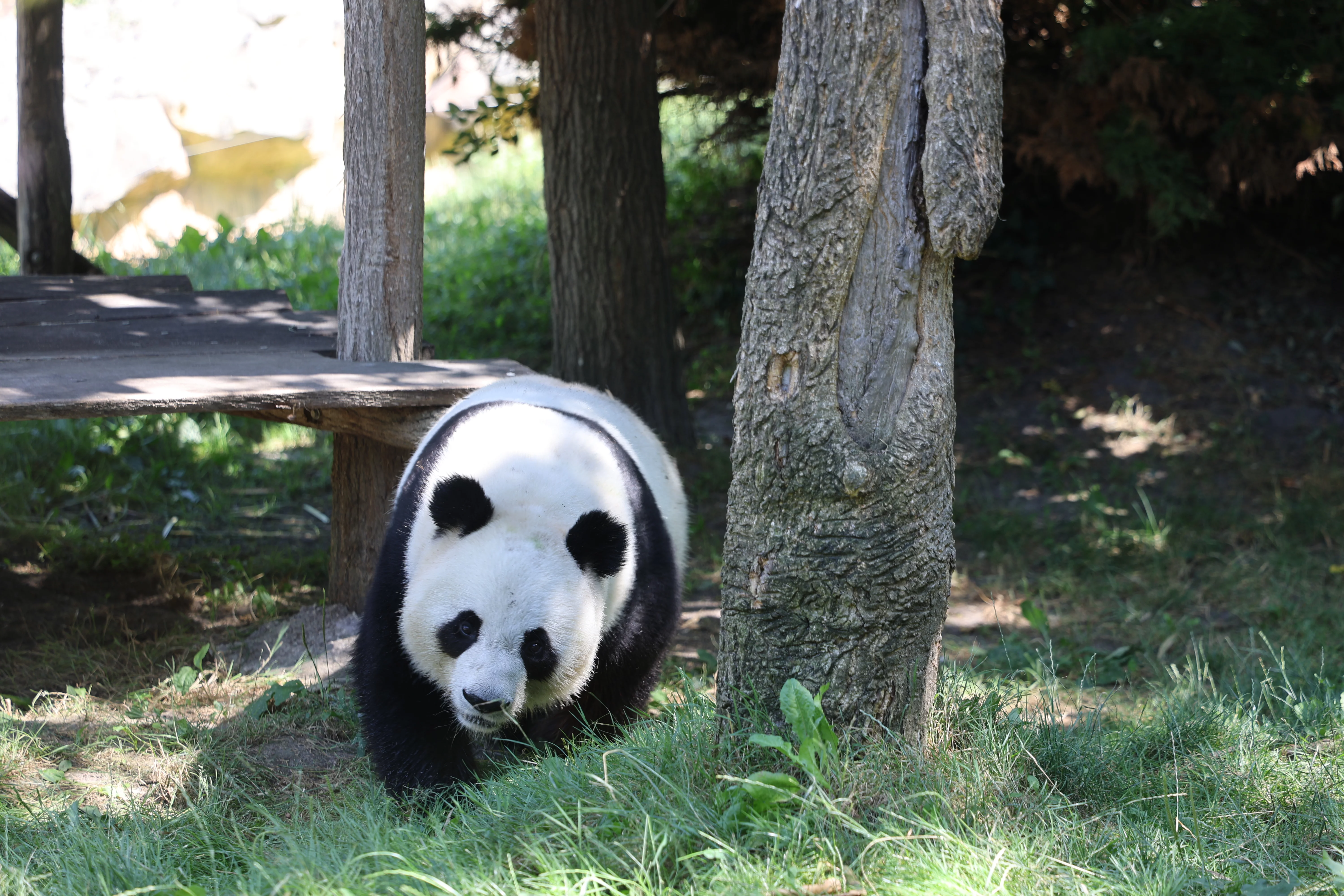 ZooParc de Beauval