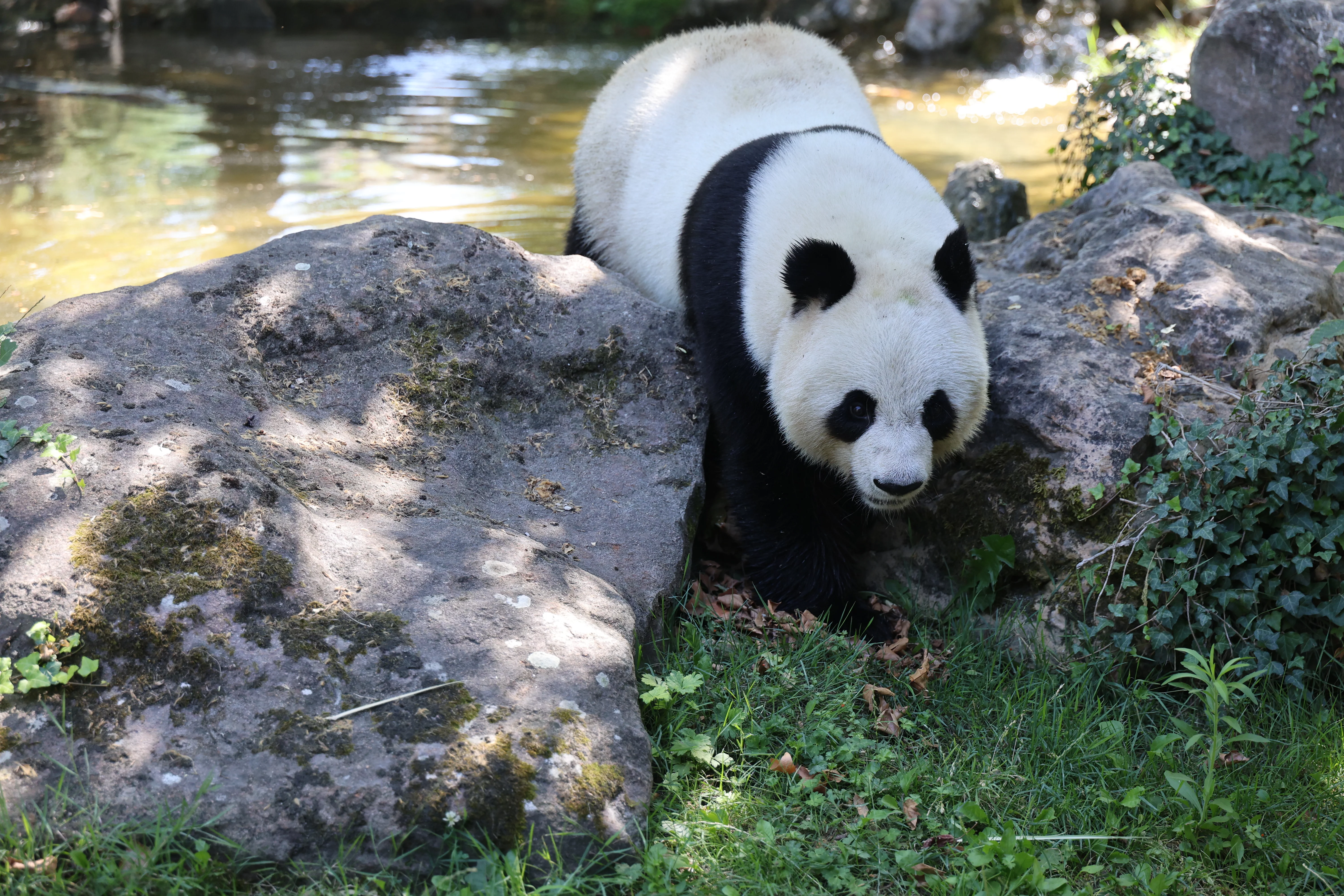 ZooParc de Beauval