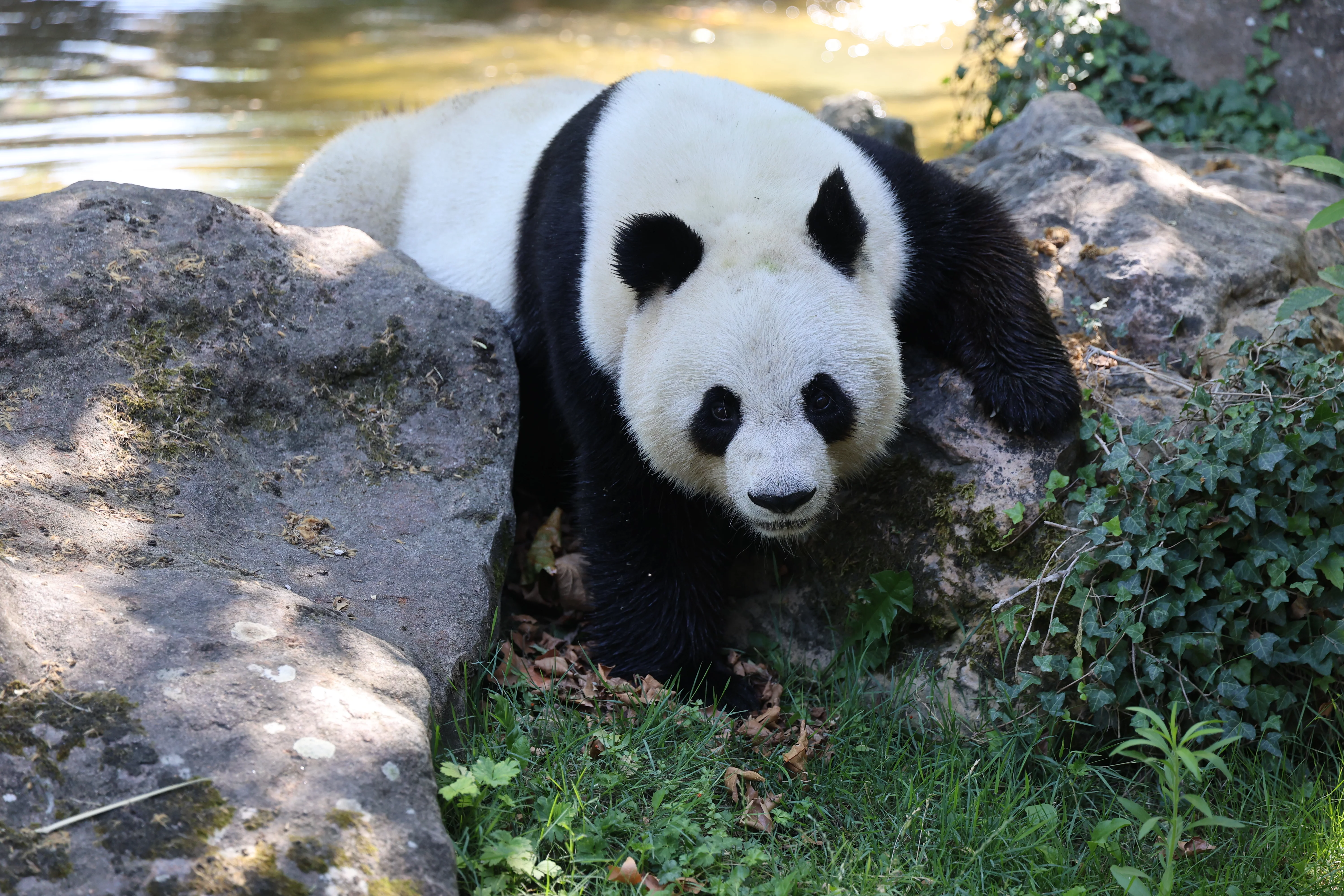 ZooParc de Beauval