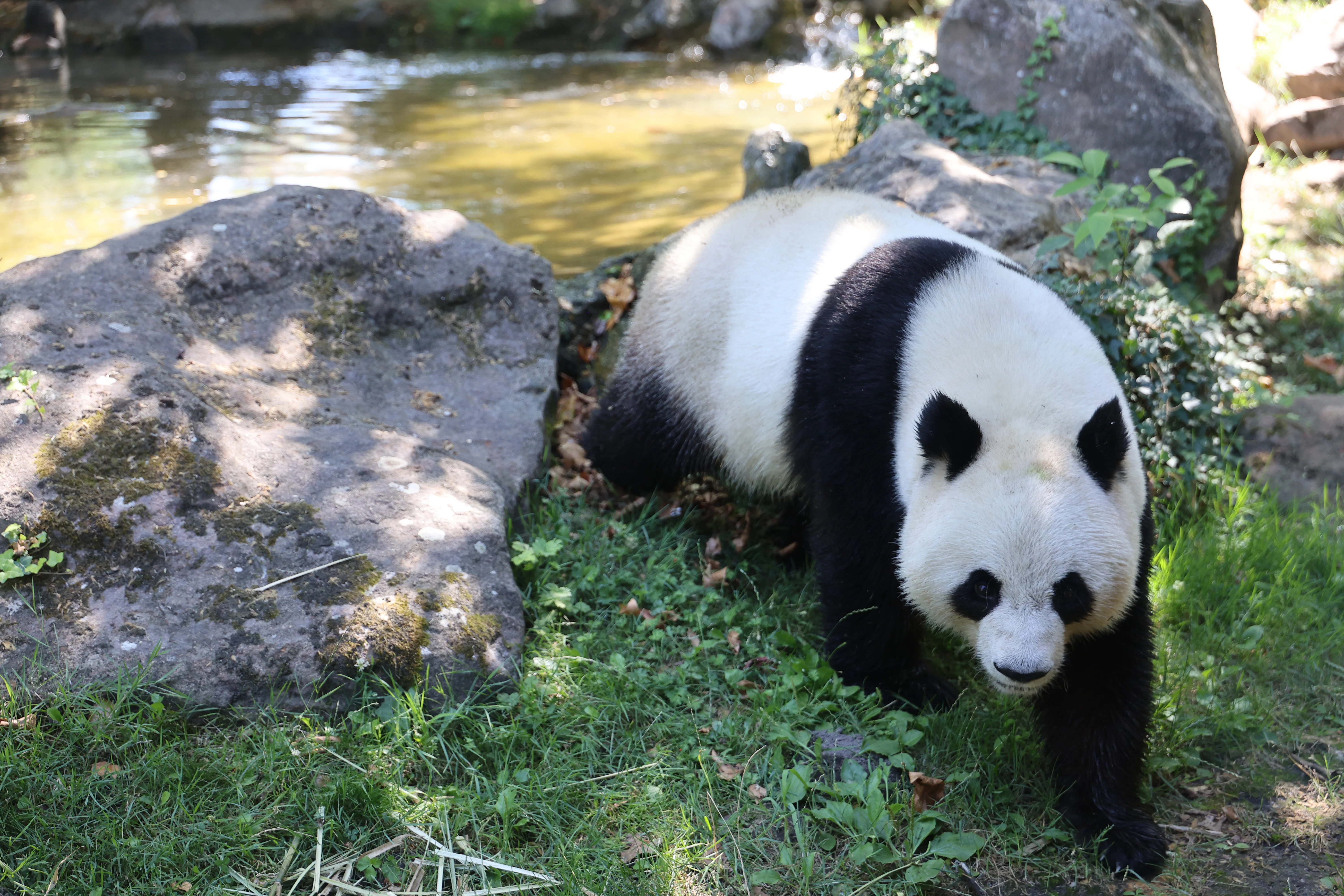 ZooParc de Beauval