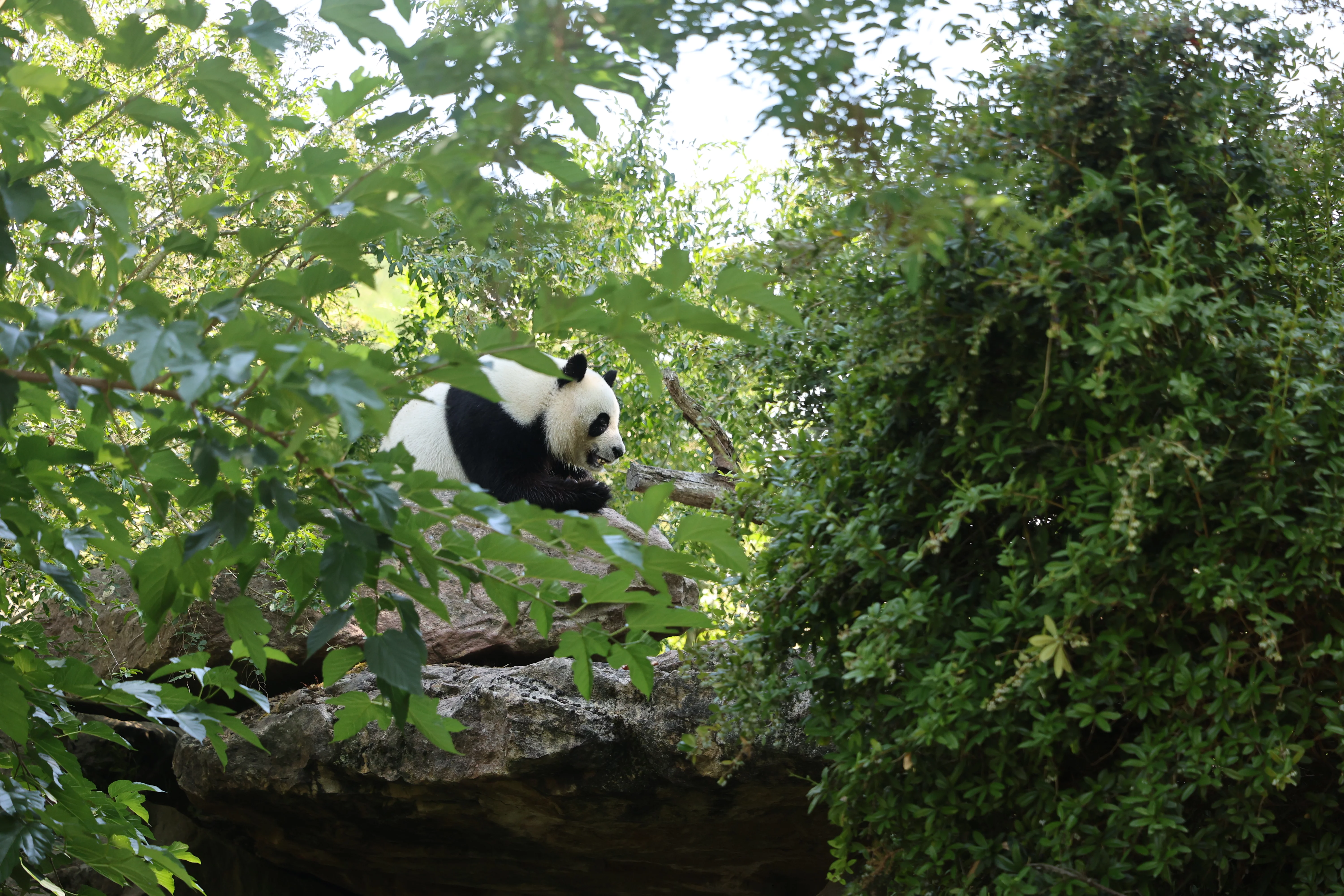 ZooParc de Beauval