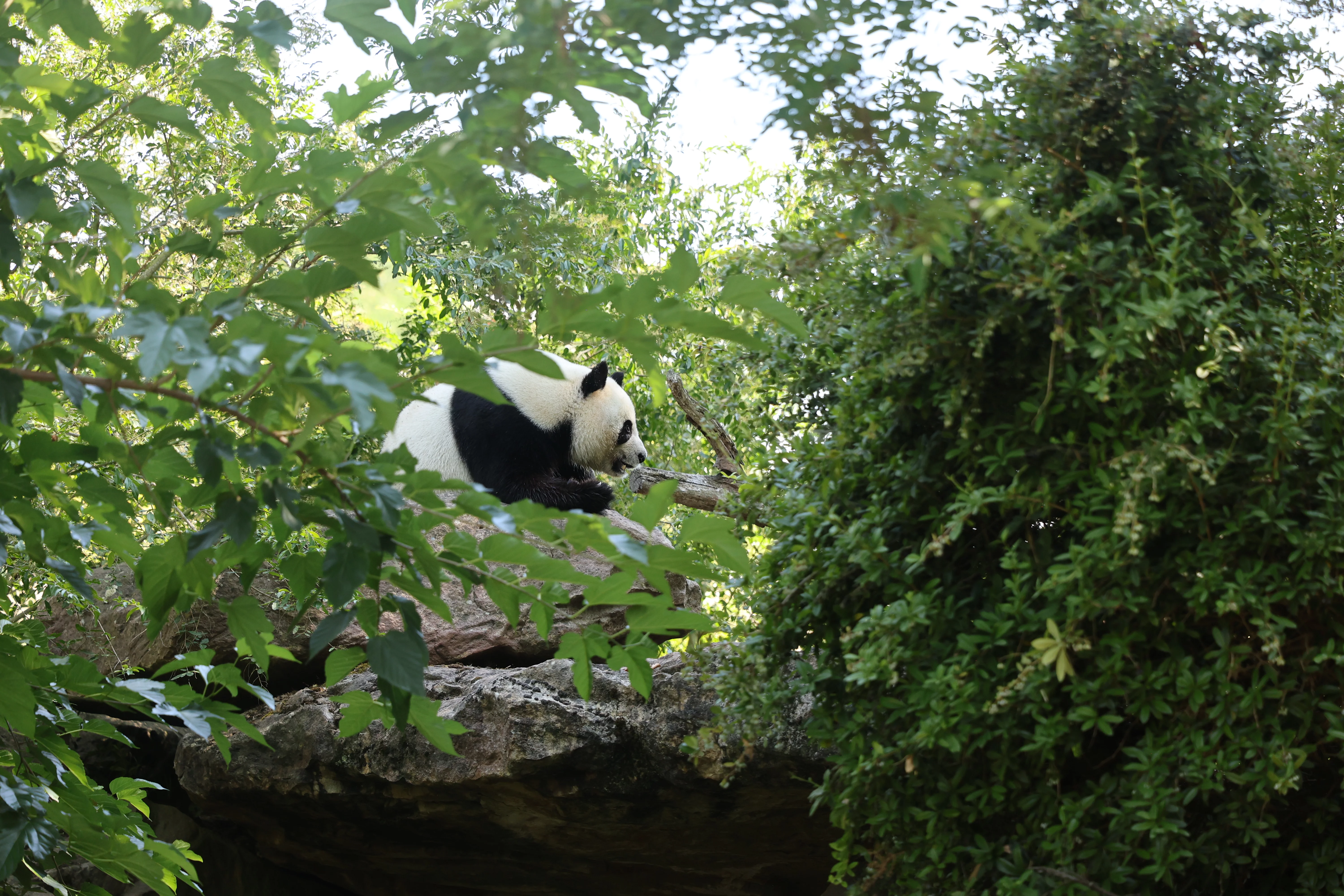 ZooParc de Beauval