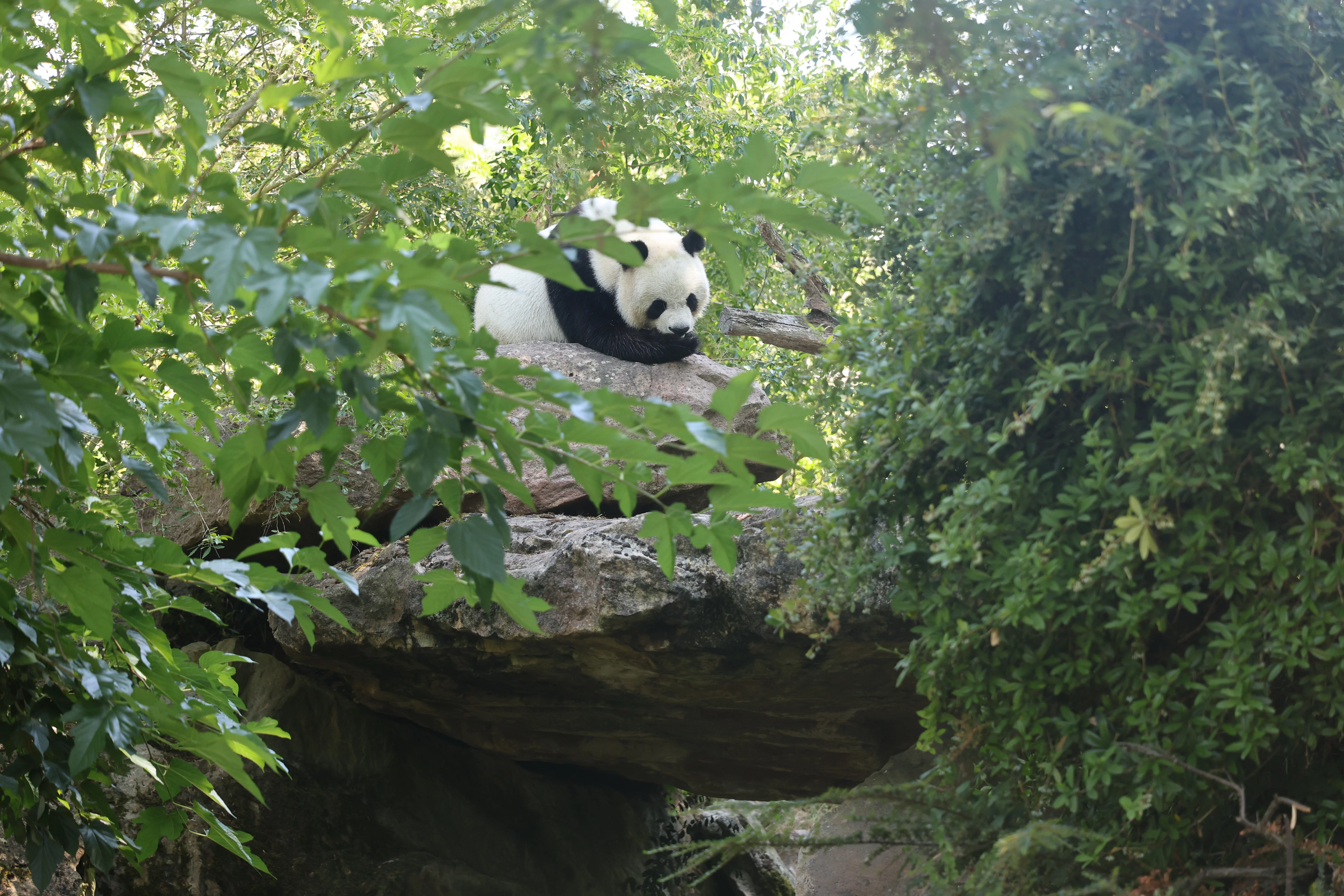 ZooParc de Beauval