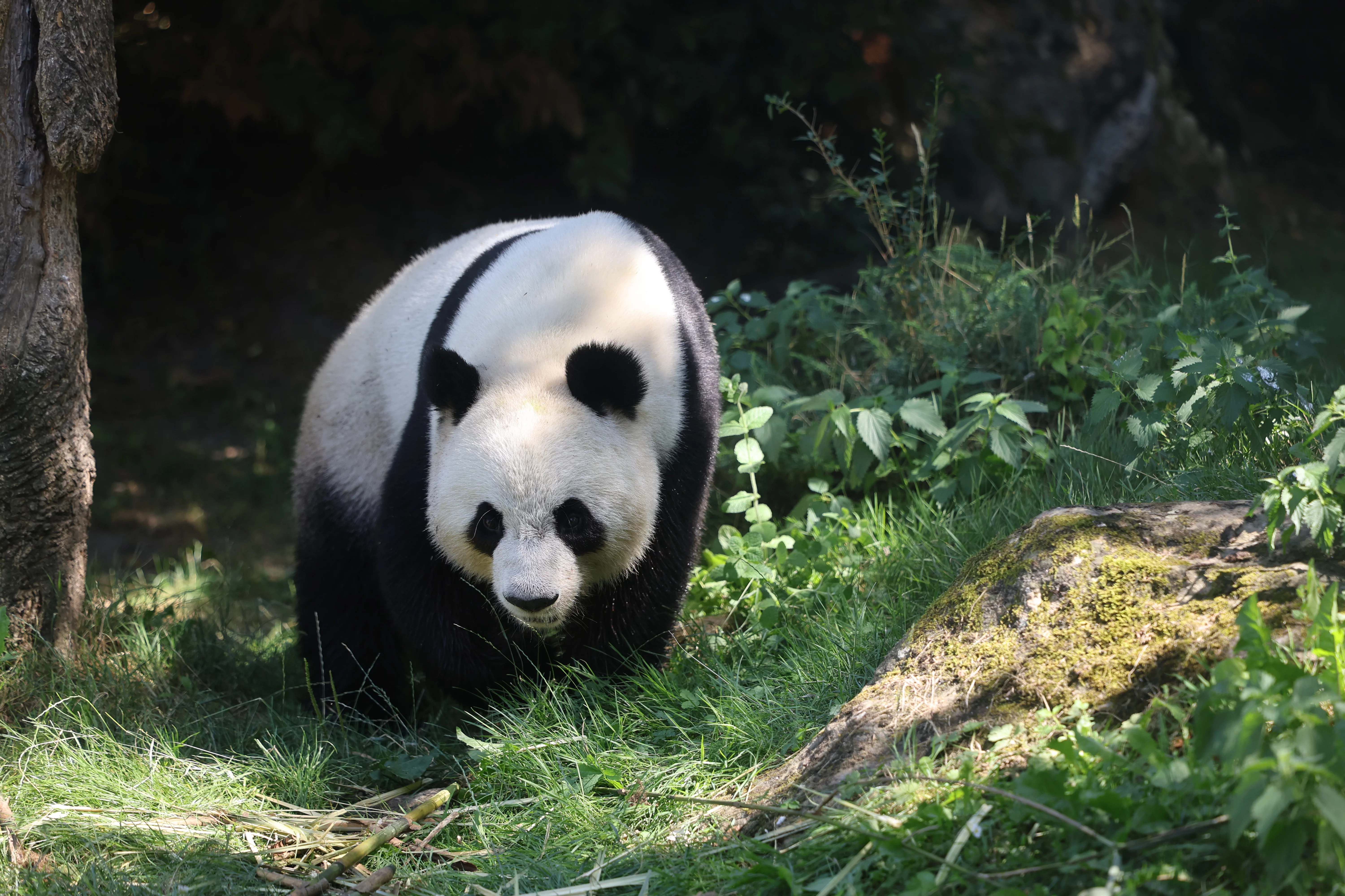 ZooParc de Beauval