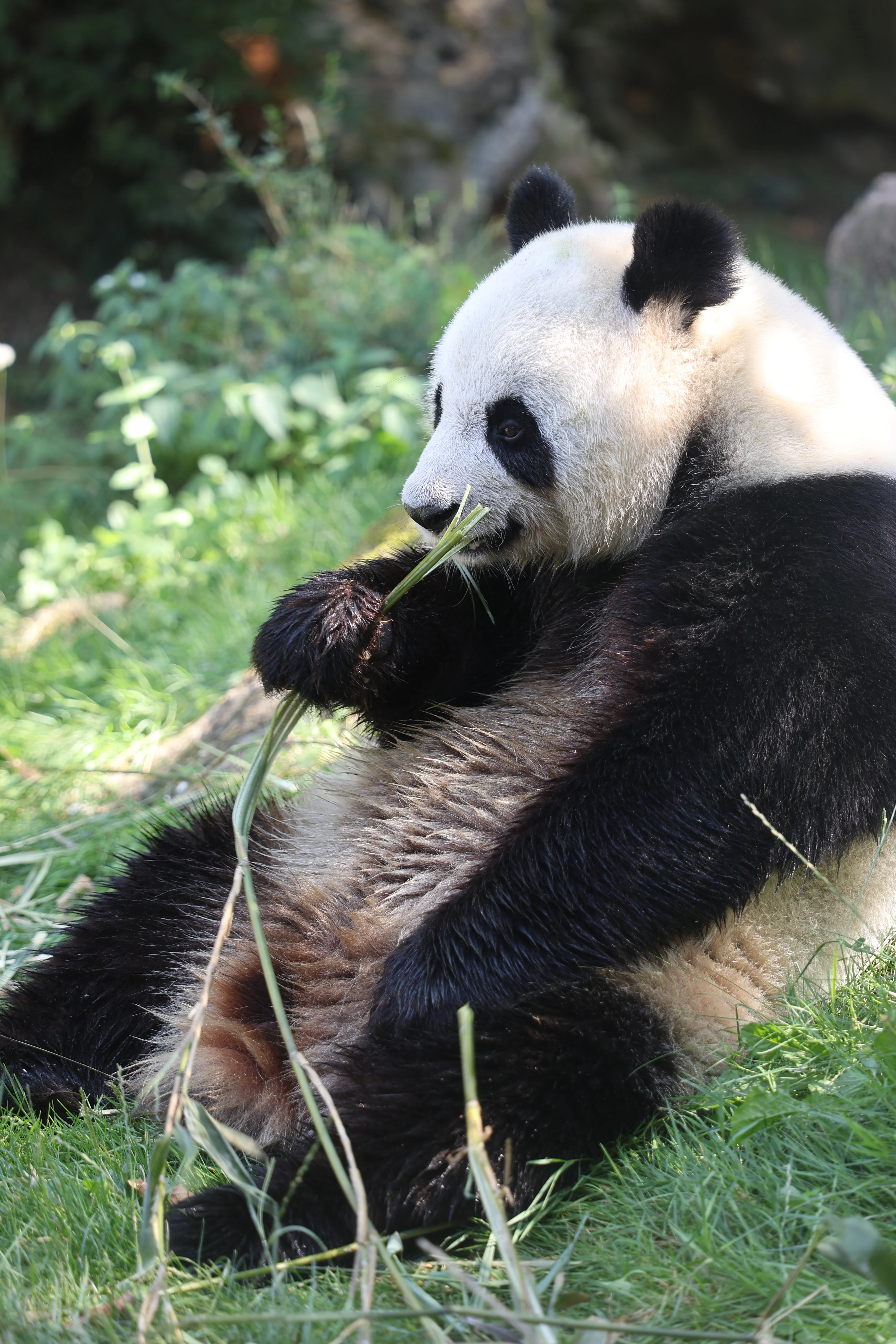 ZooParc de Beauval