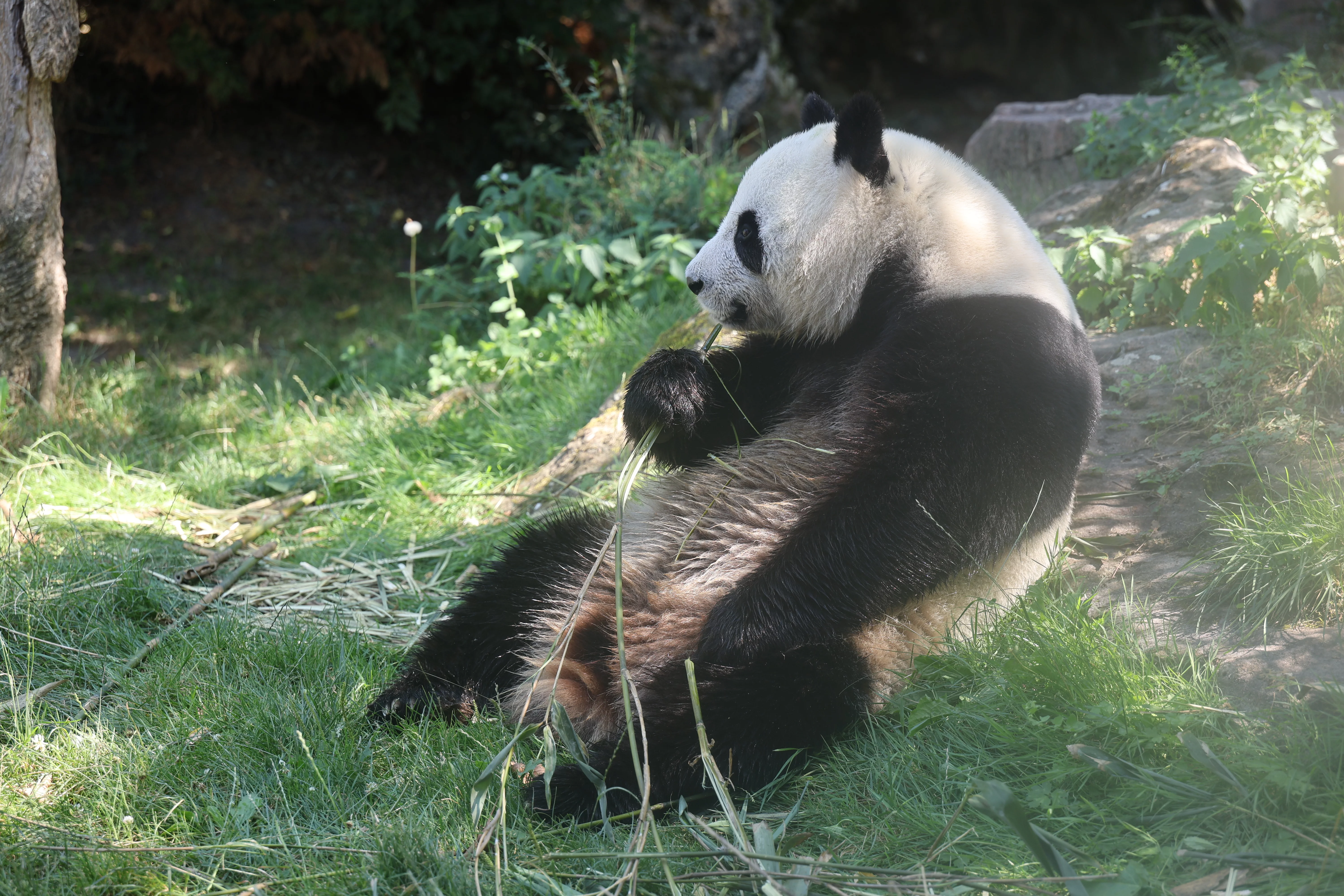 ZooParc de Beauval