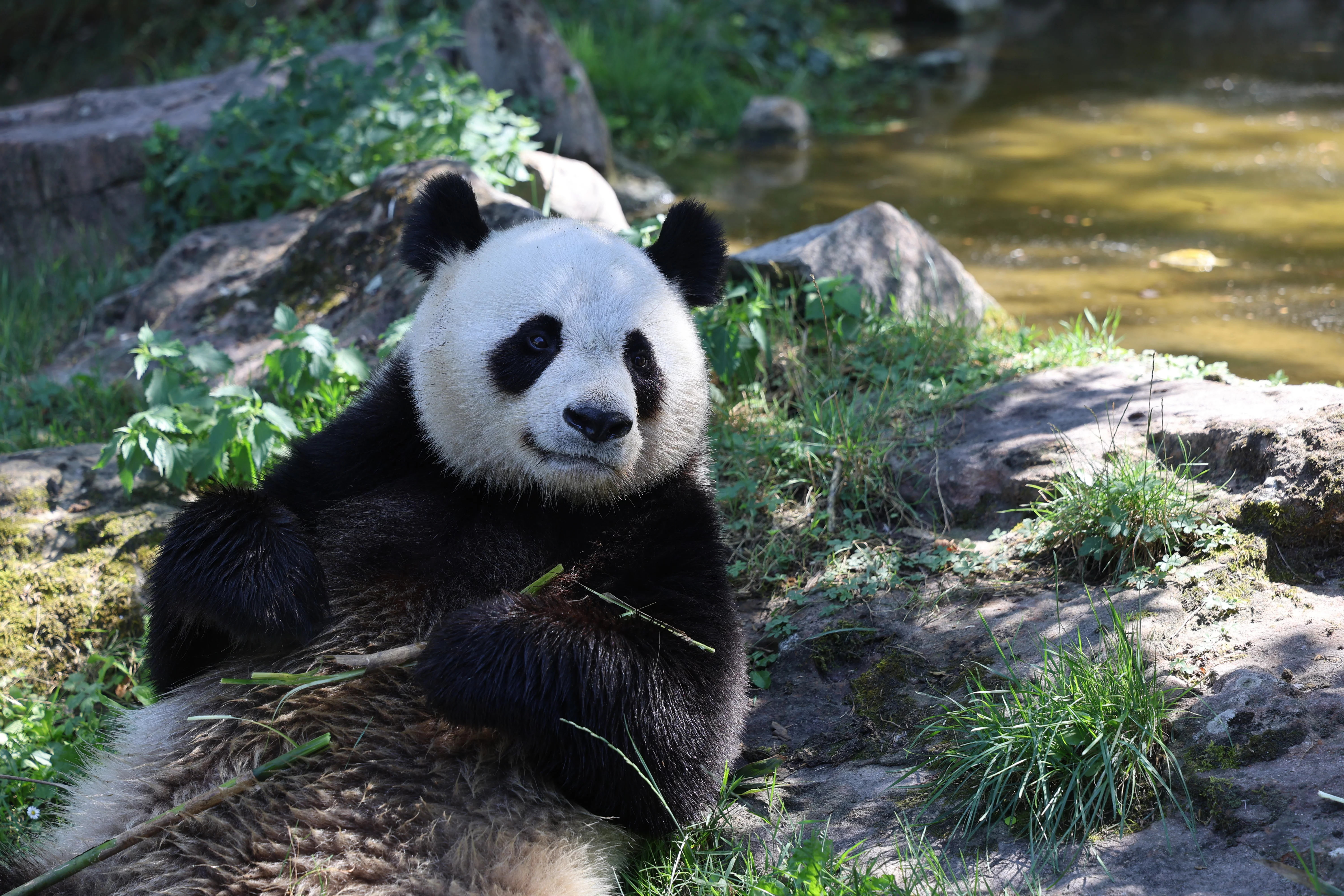 ZooParc de Beauval